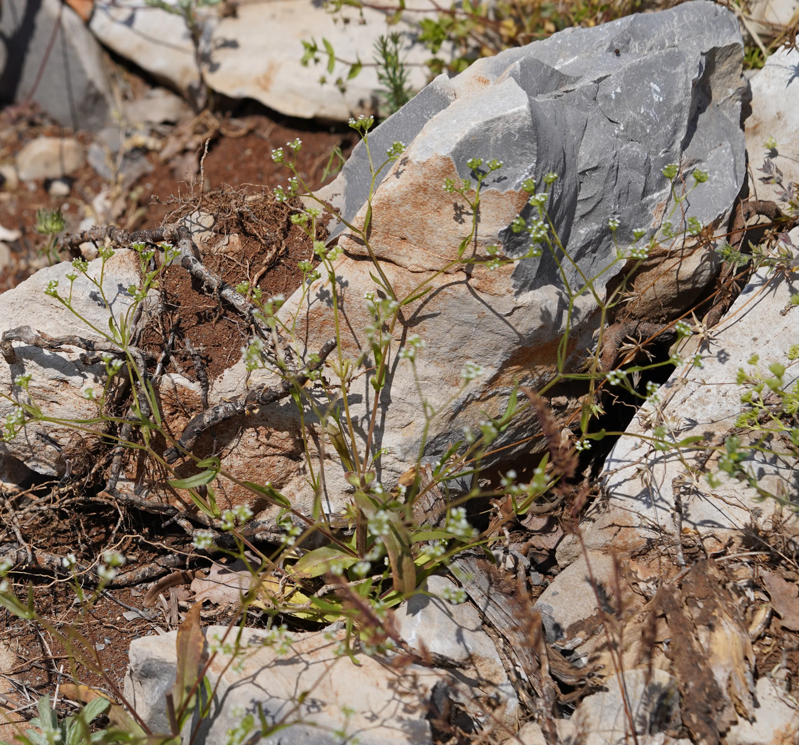 Valeriana eriocarpa