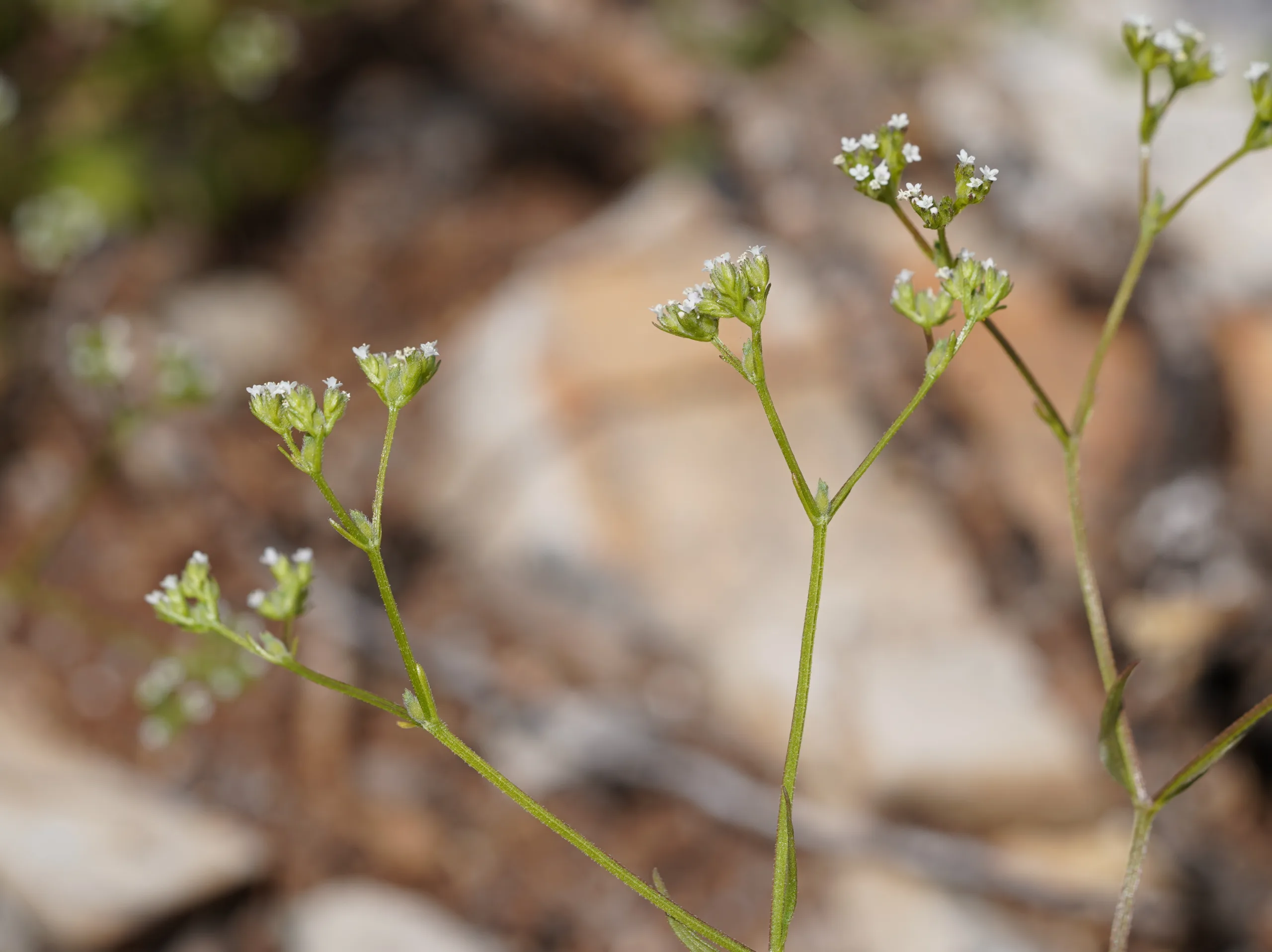 Valeriana eriocarpa