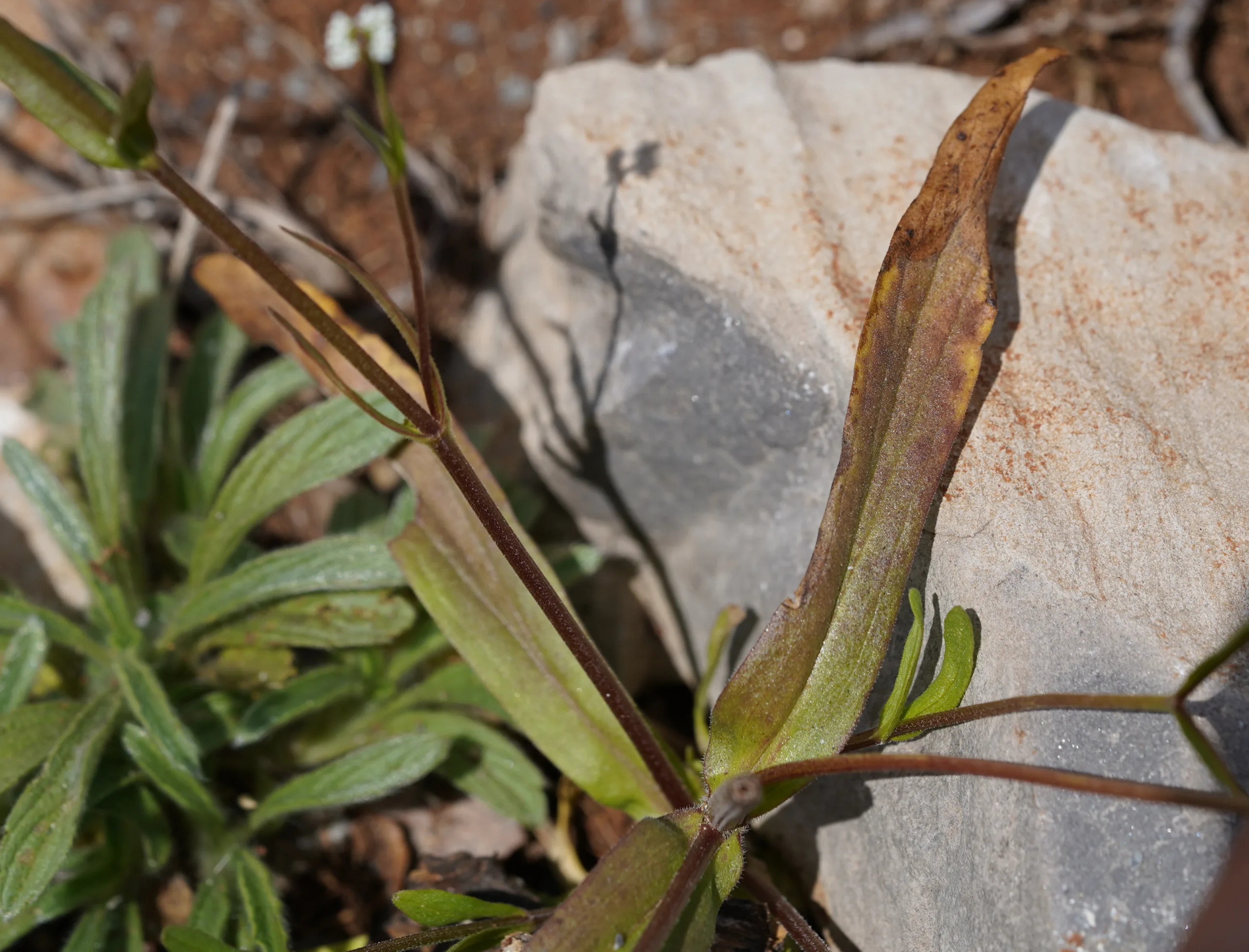 Valeriana eriocarpa