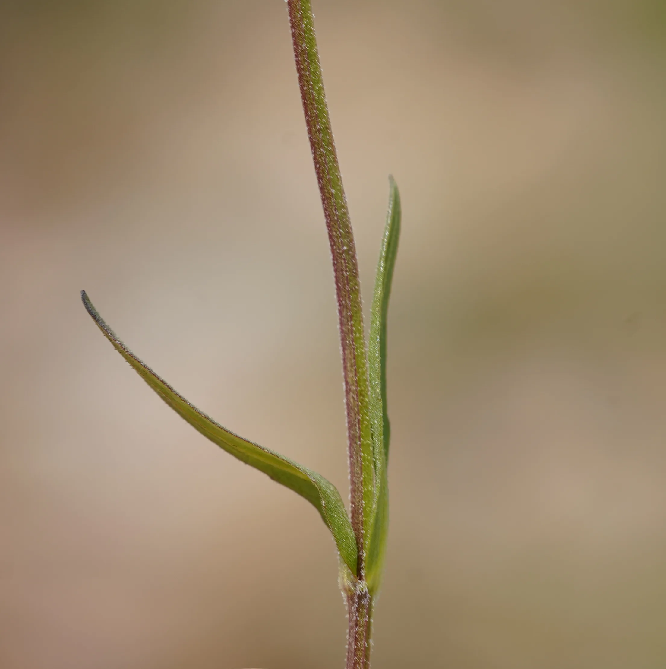 Valeriana eriocarpa