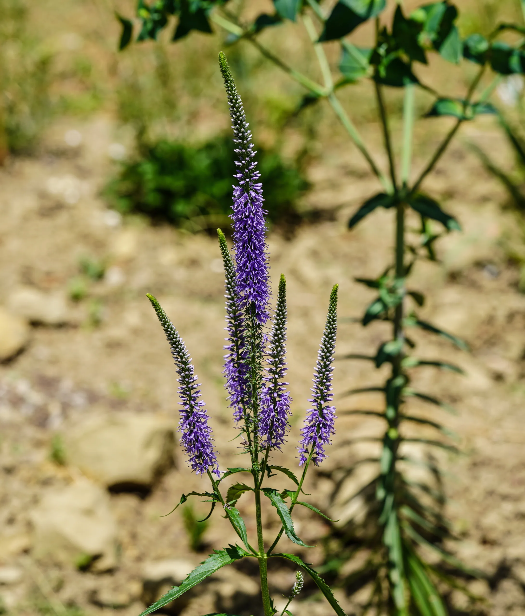 Veronica longifolia