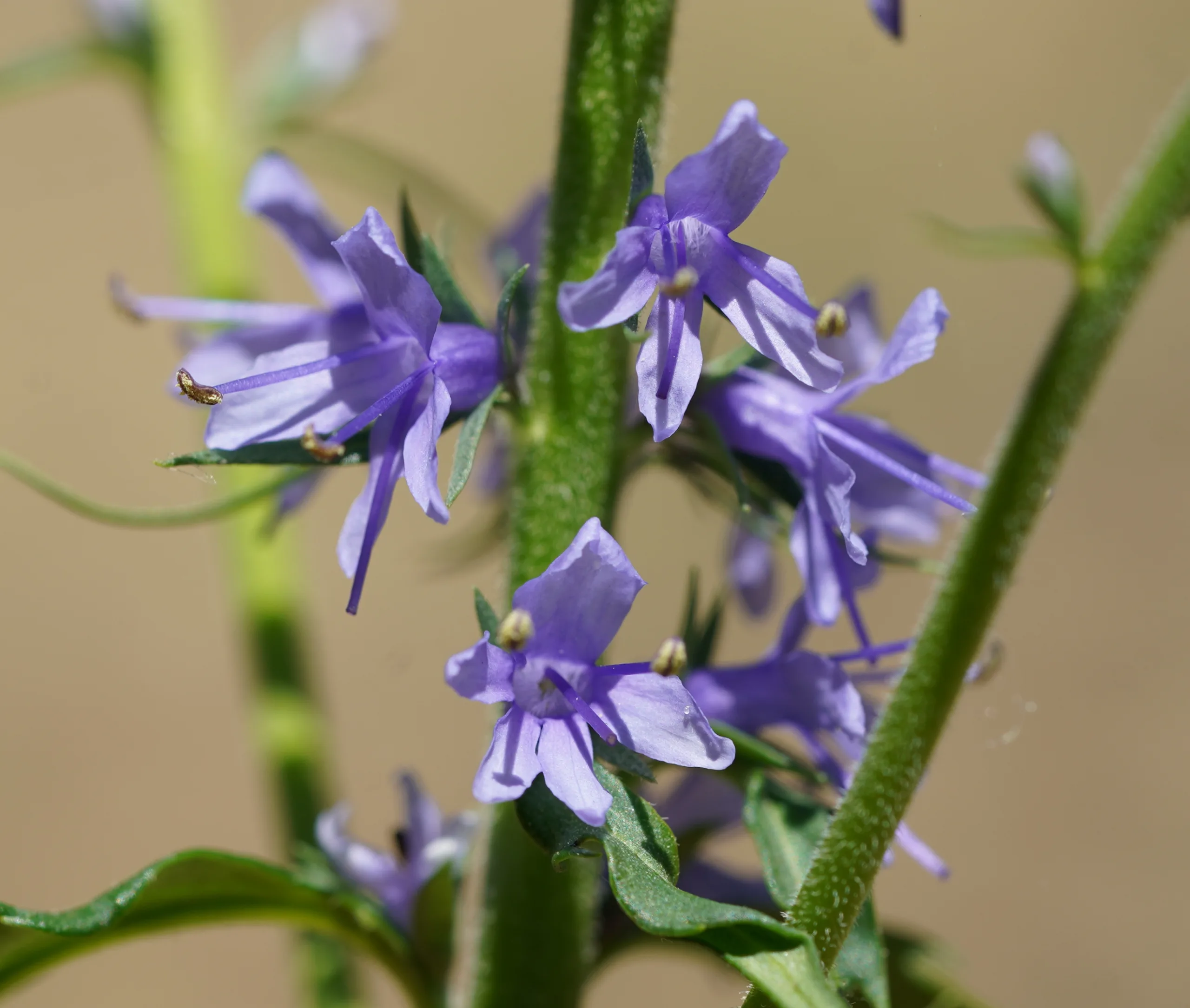 Veronica longifolia