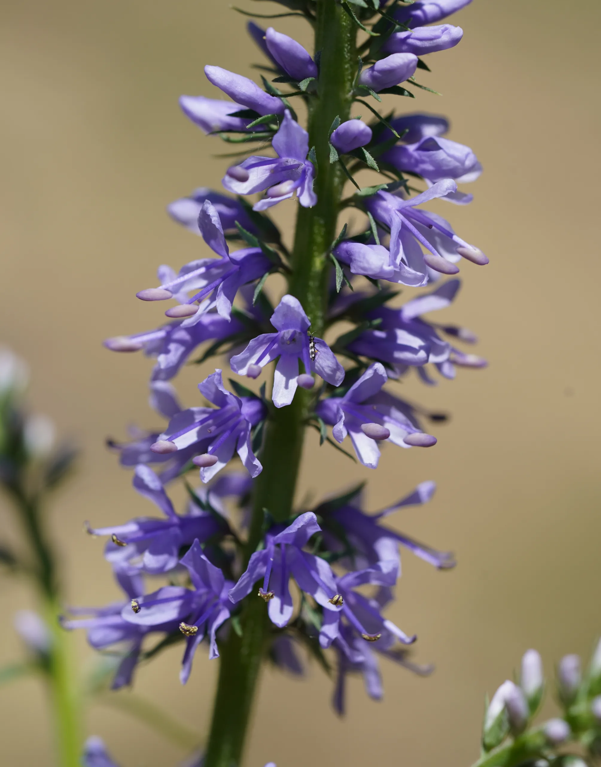 Veronica longifolia
