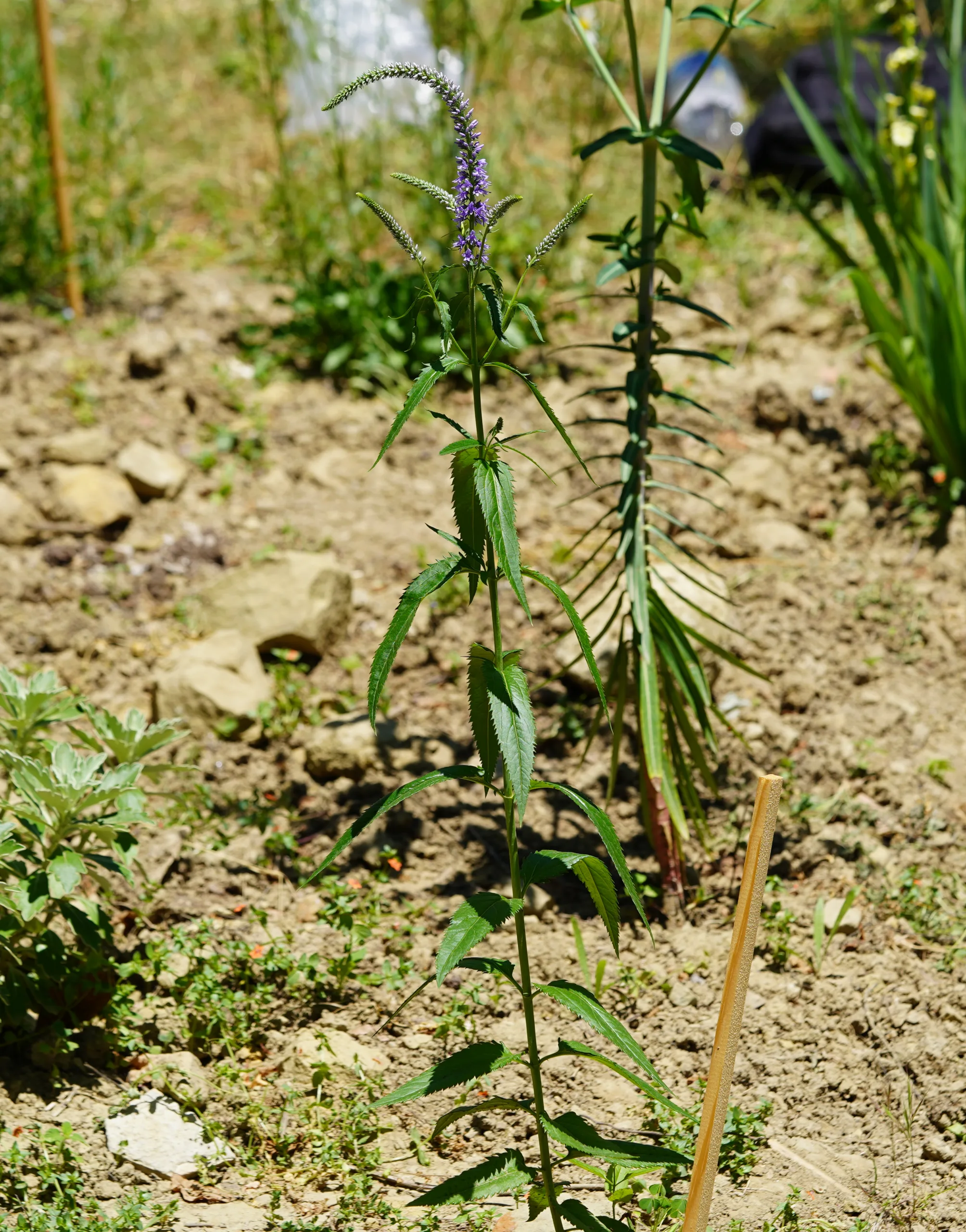 Veronica longifolia