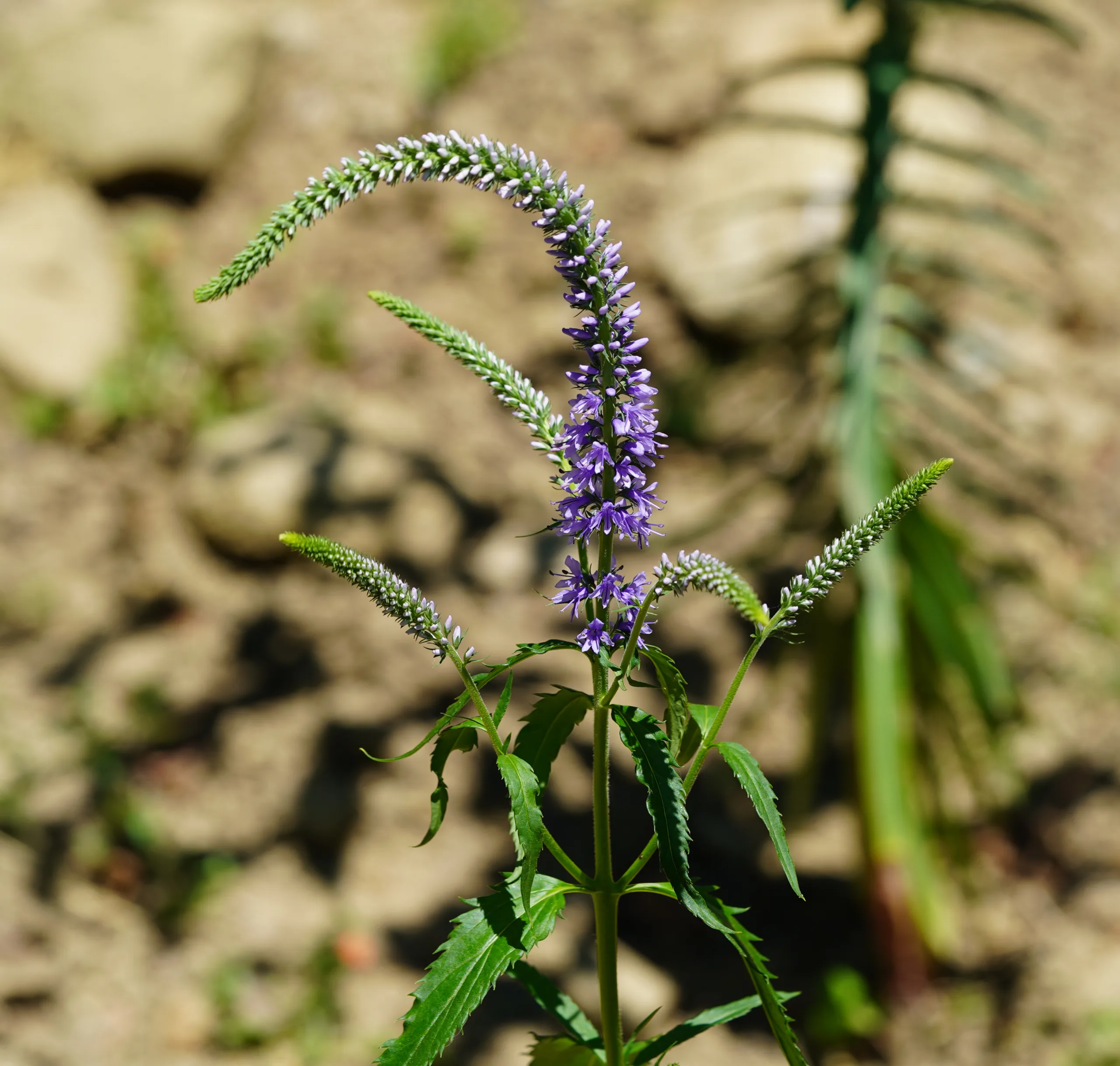 Veronica longifolia