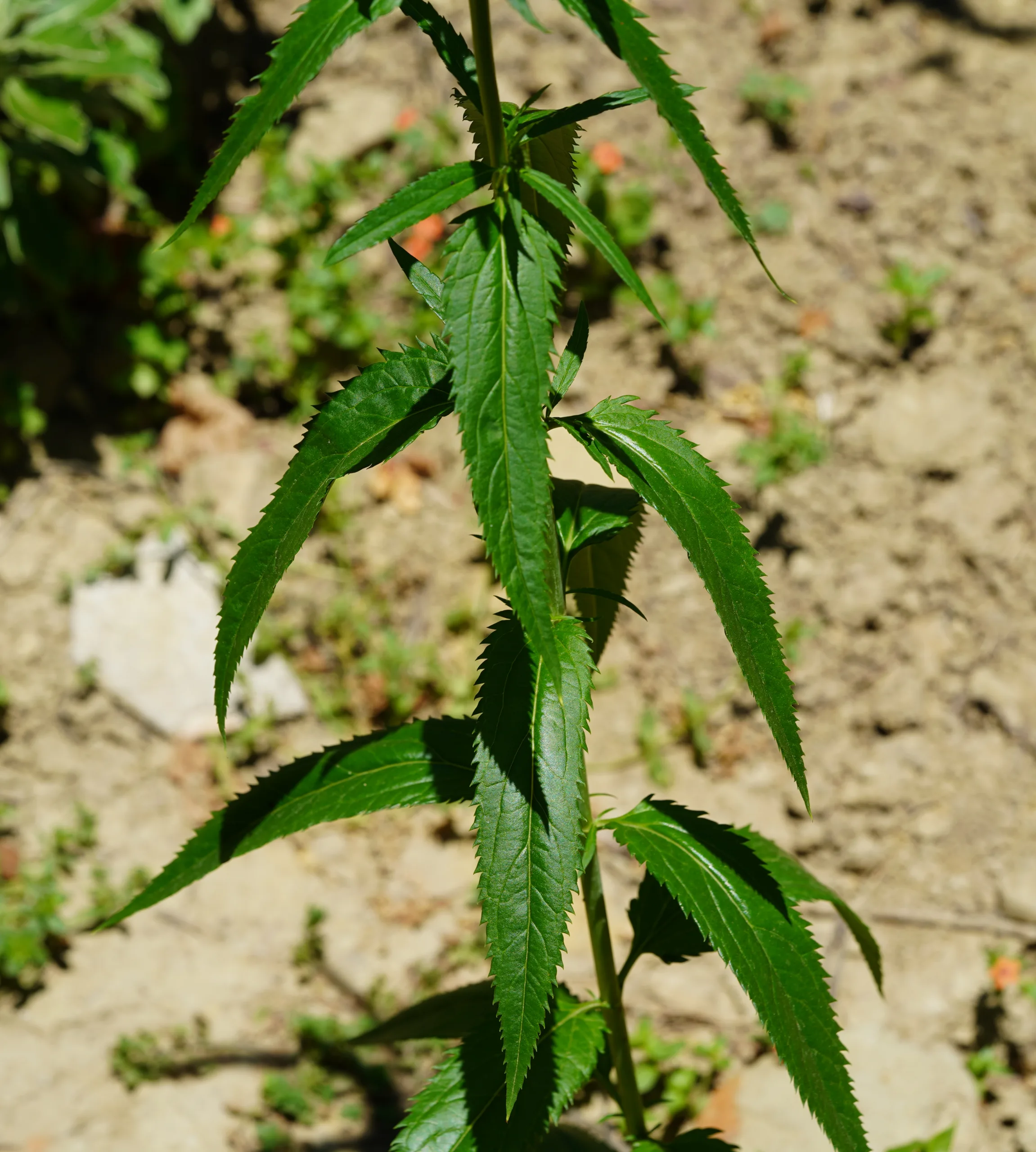 Veronica longifolia