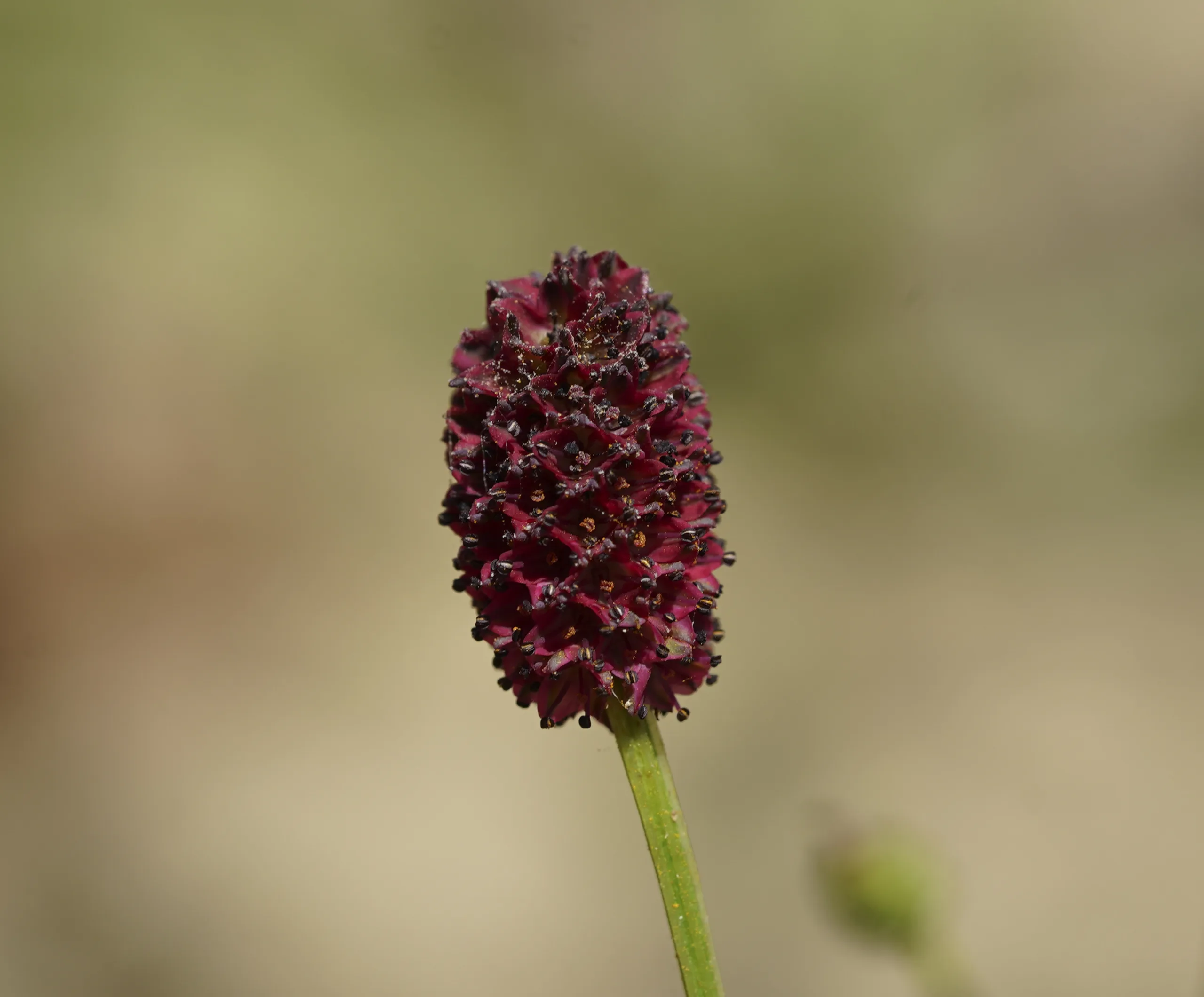 Sanguisorba officinalis