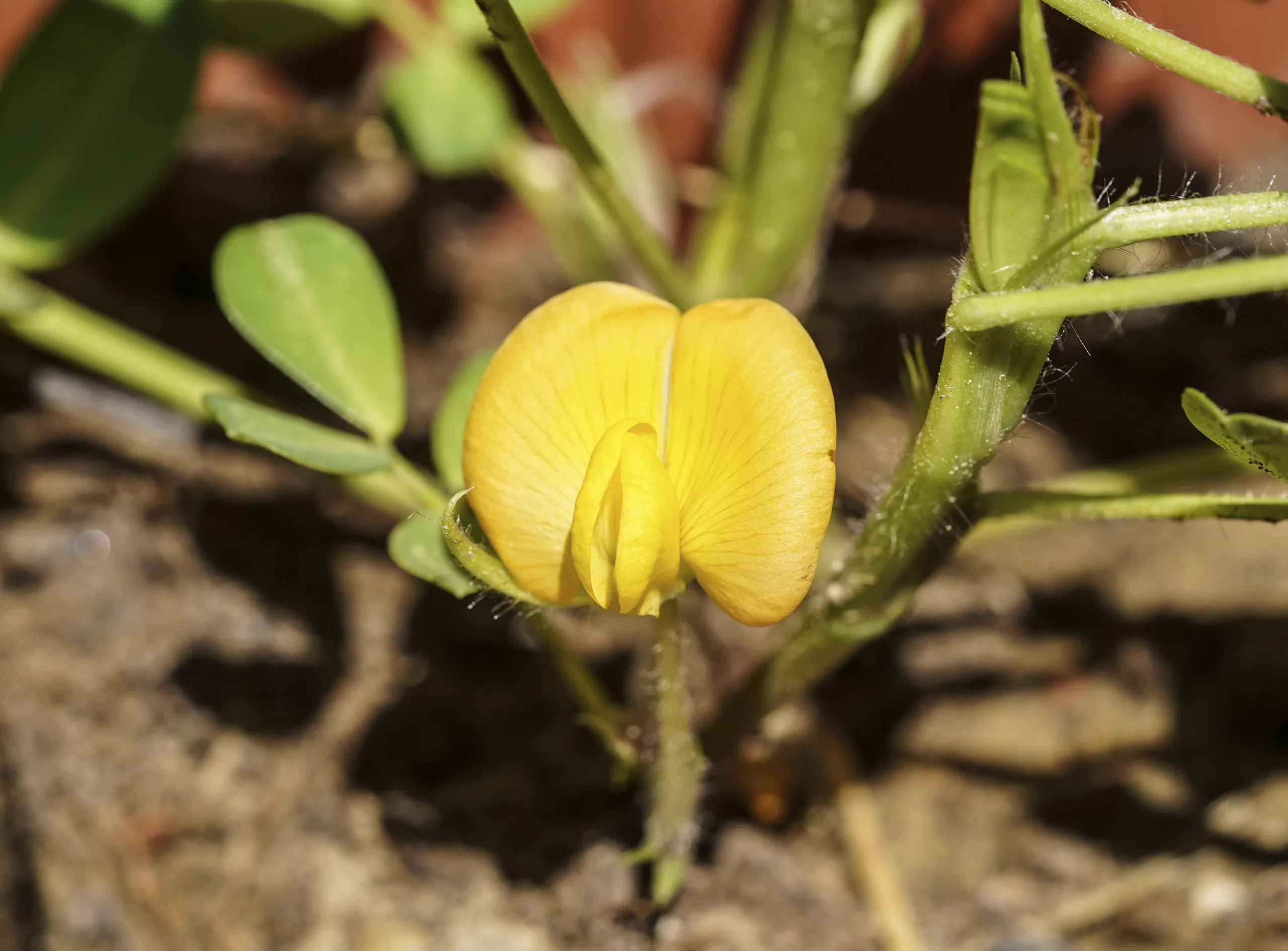 Arachis hypogaea