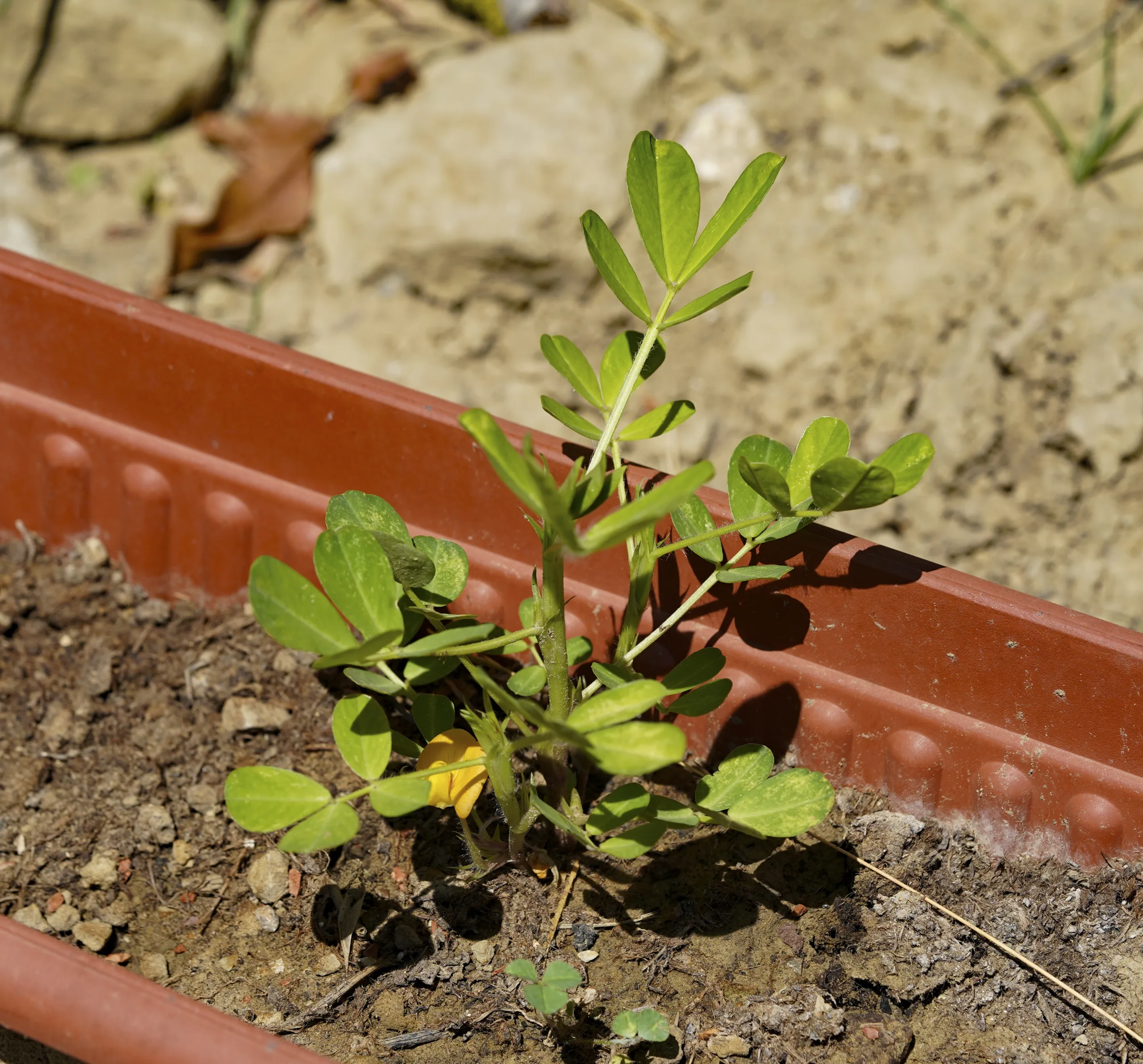 Arachis hypogaea