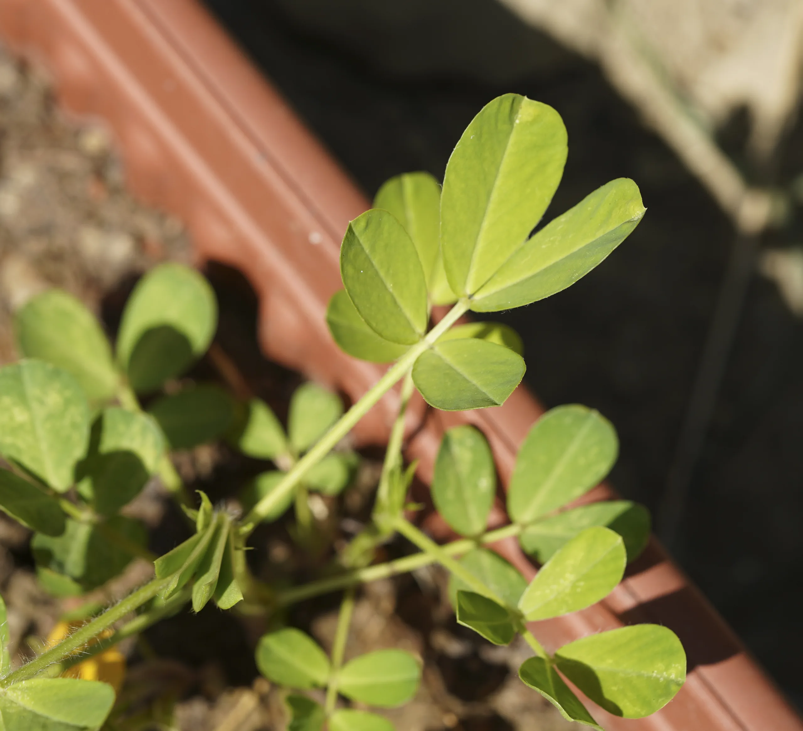 Arachis hypogaea