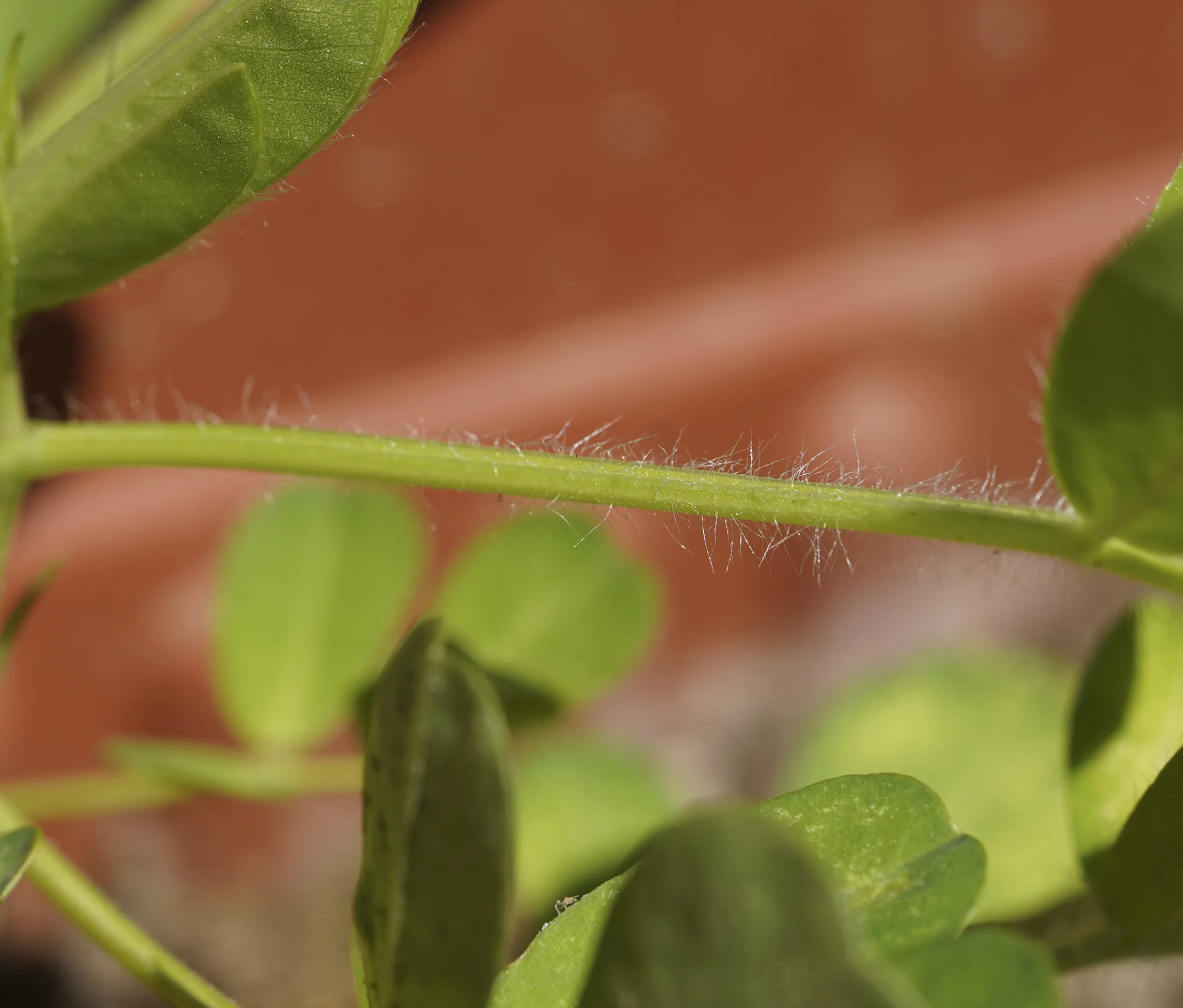 Arachis hypogaea