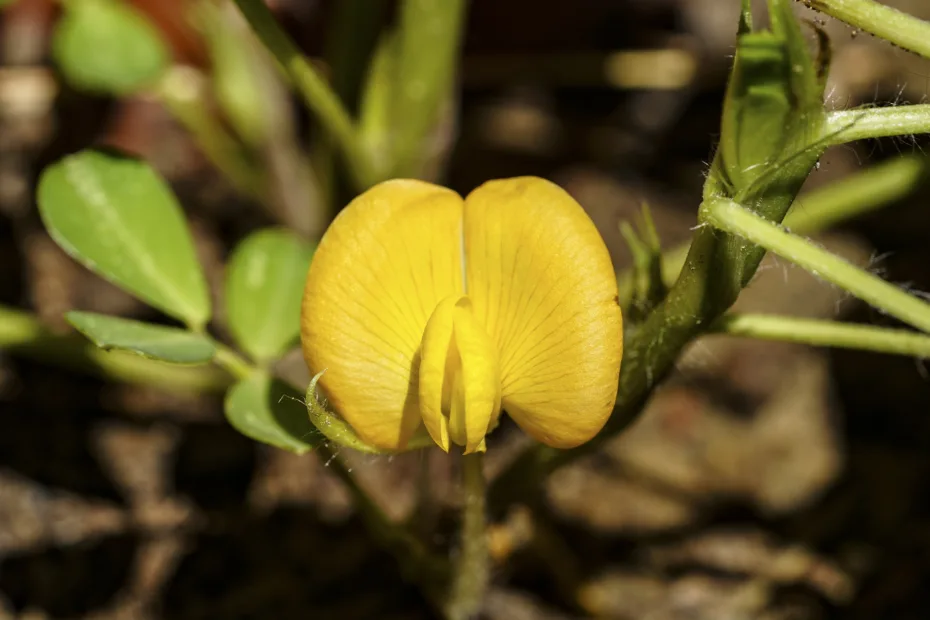 Arachis hypogaea