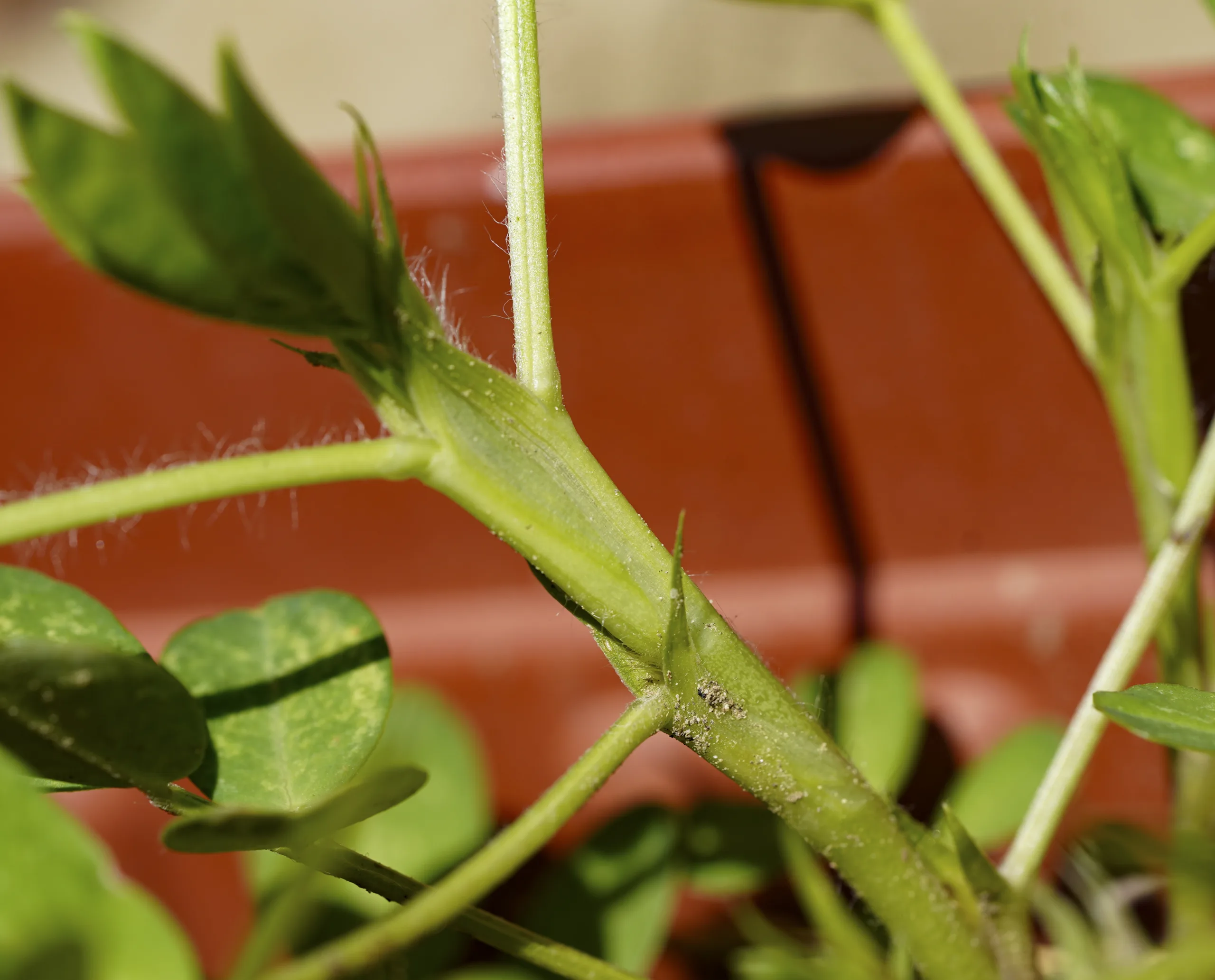Arachis hypogaea
