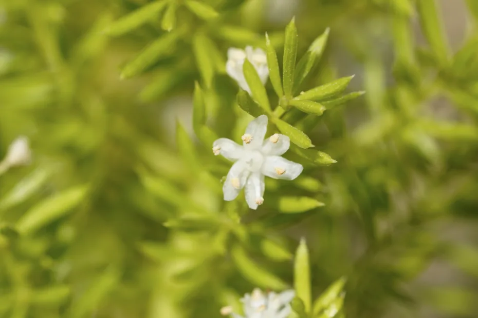 Asparagus densiflorus