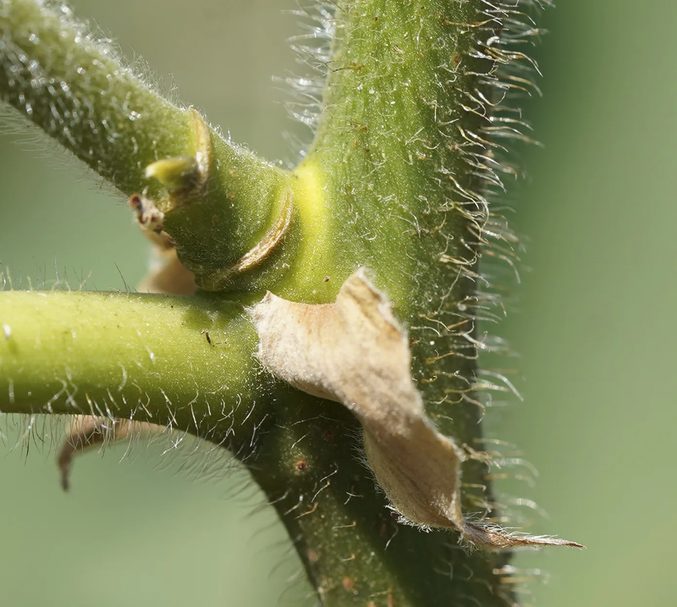 Broussonetia papyrifera