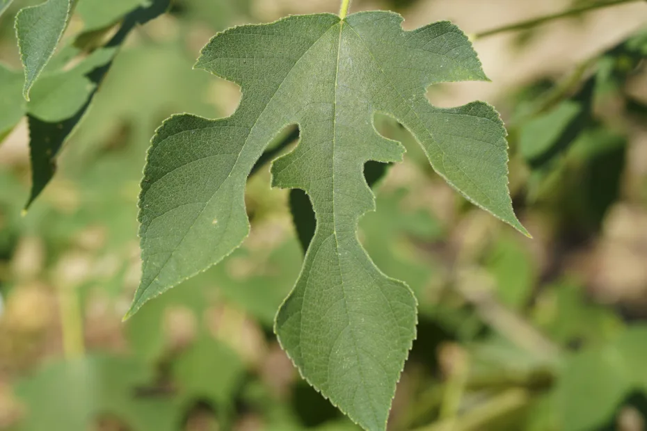 Broussonetia papyrifera
