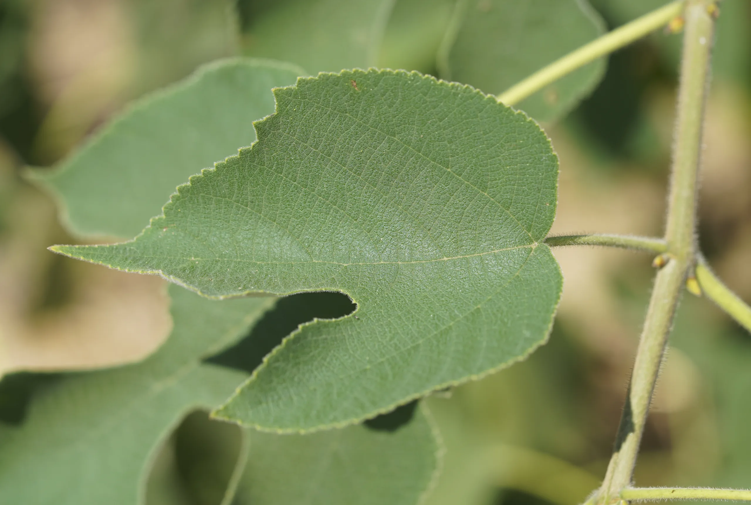 Broussonetia papyrifera