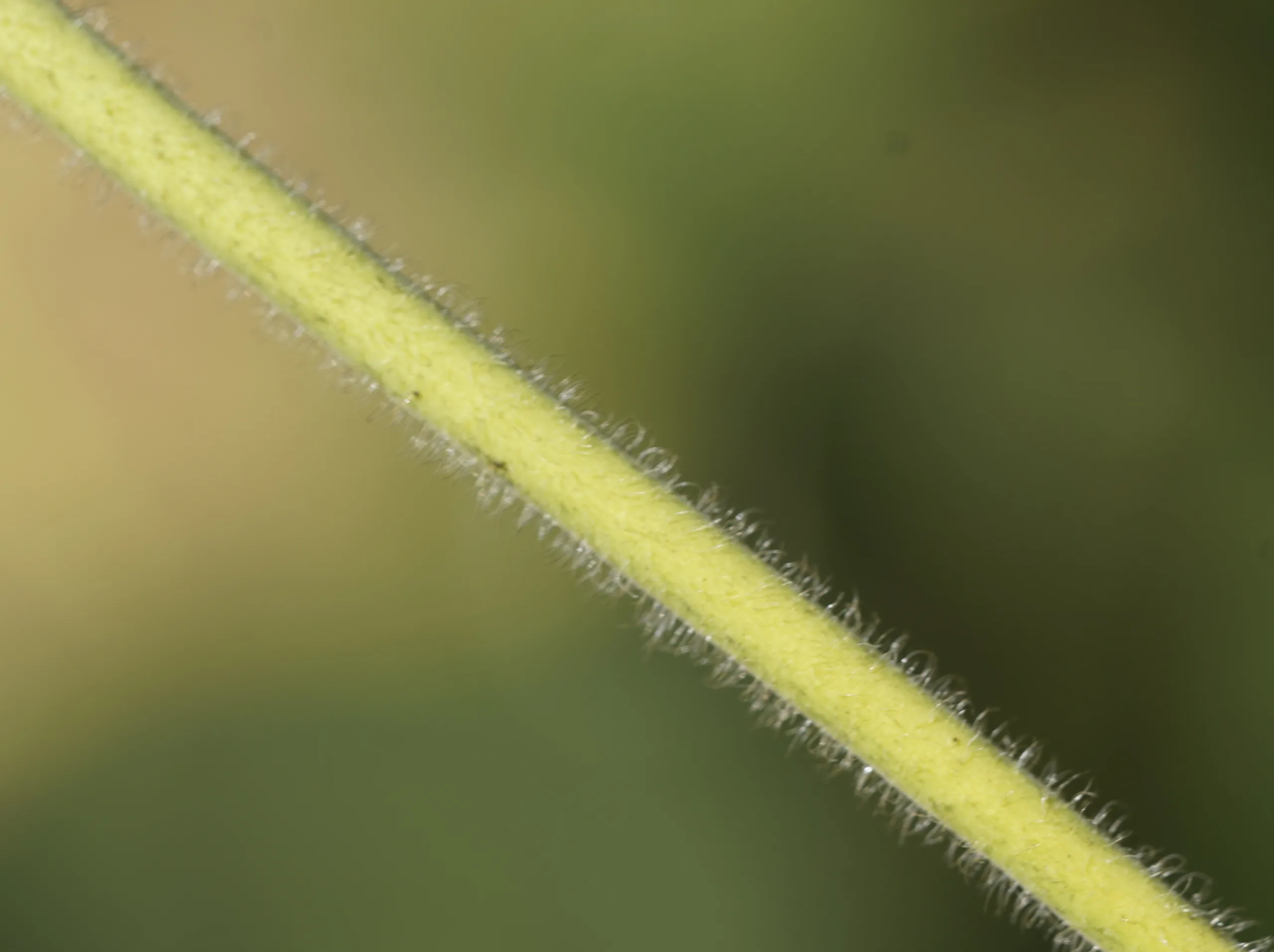 Broussonetia papyrifera
