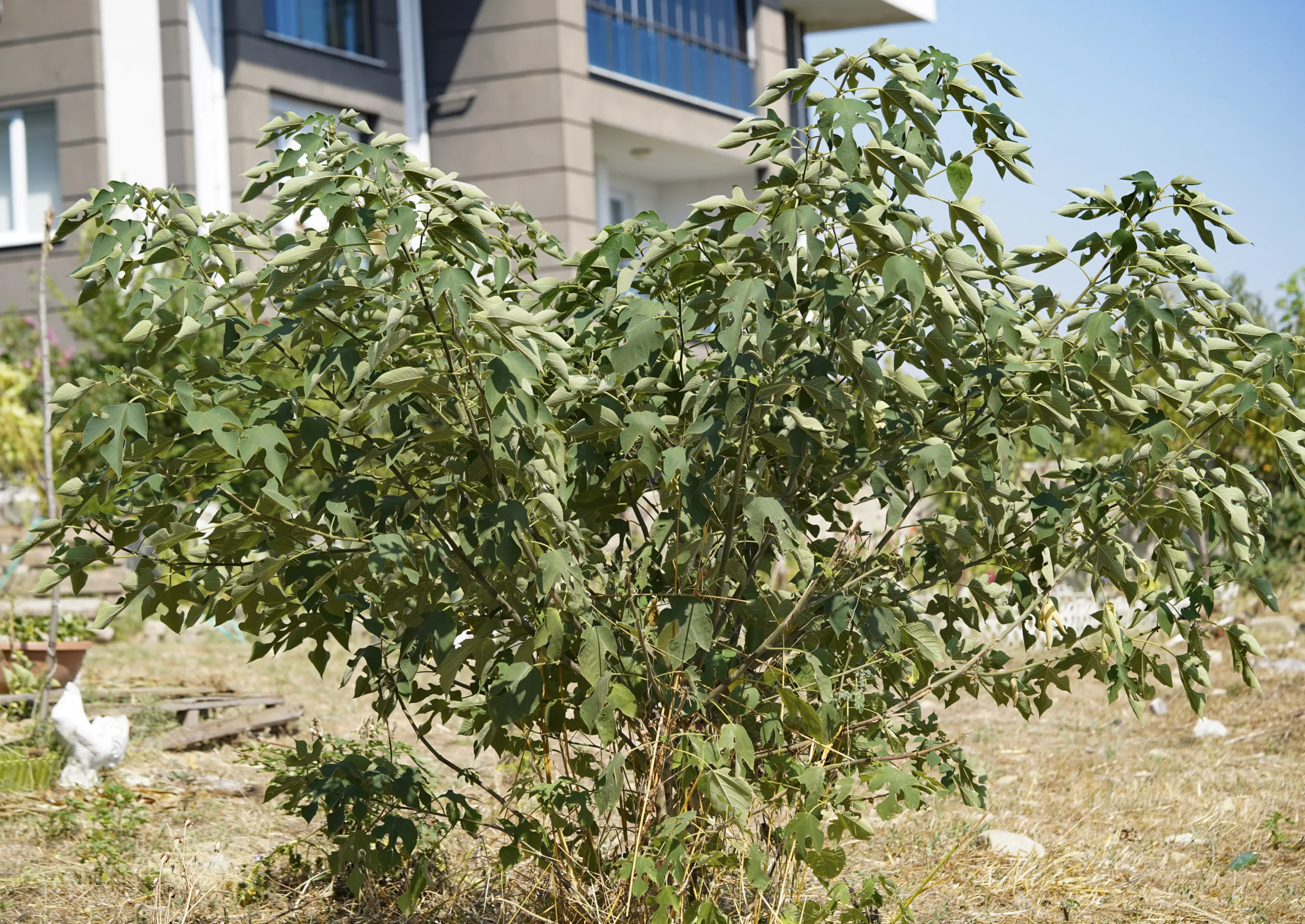 Broussonetia papyrifera