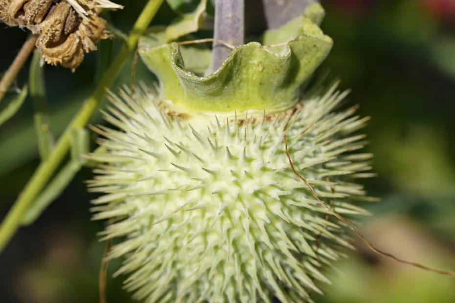 Datura innoxia