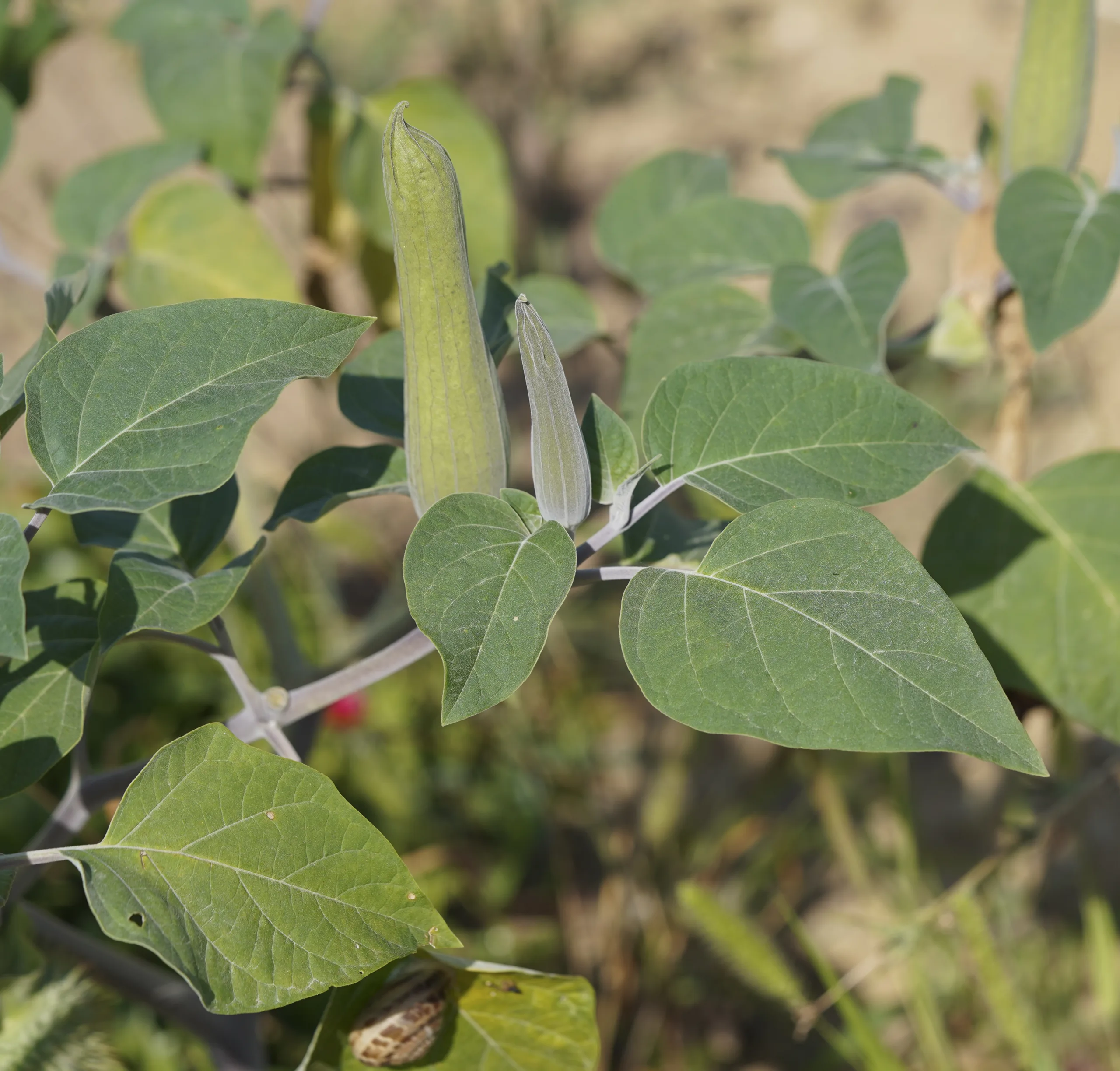 Datura innoxia