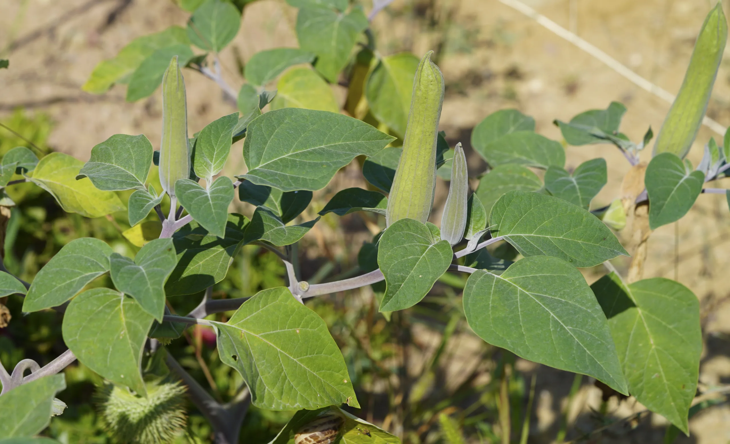 Datura innoxia