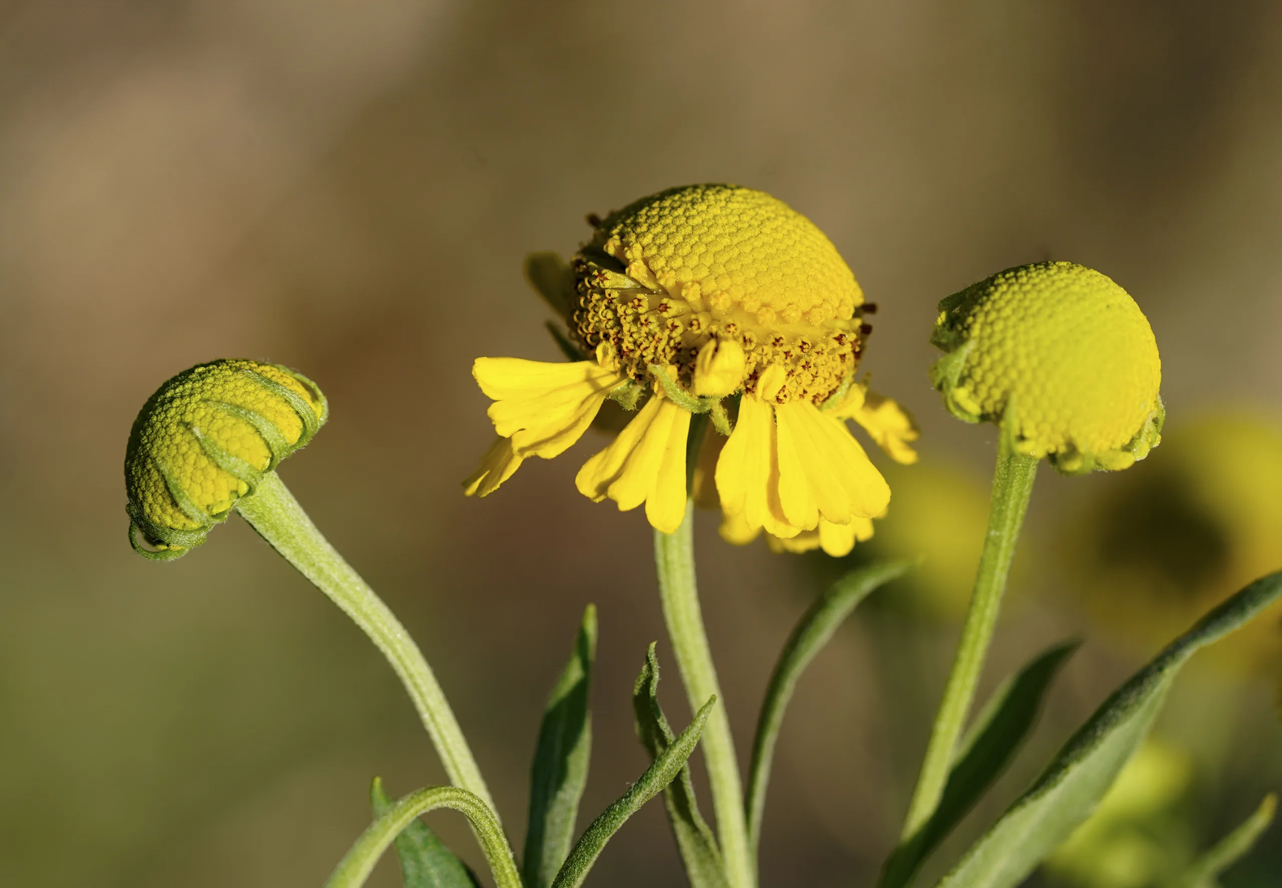 Helenium autumnale