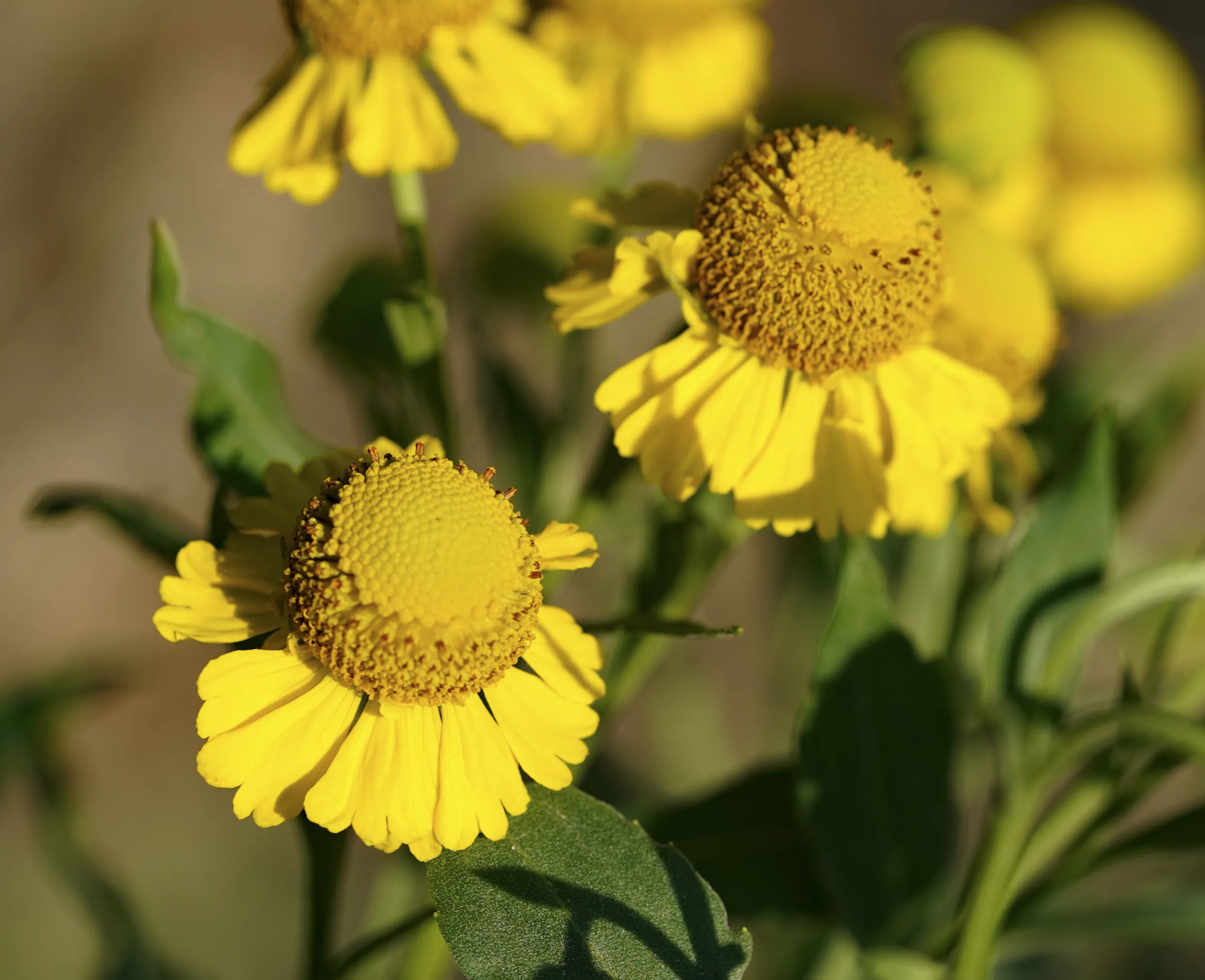 Helenium autumnale