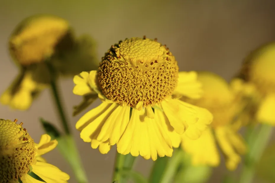 Helenium autumnale