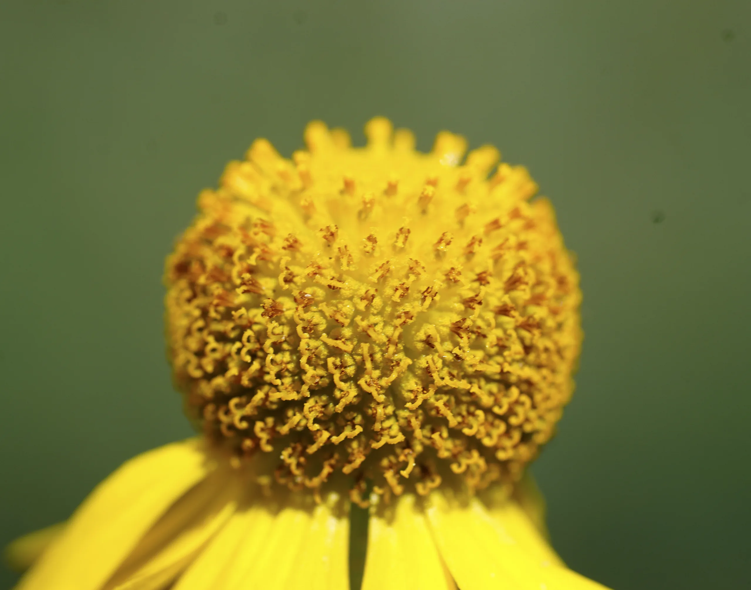 Helenium autumnale