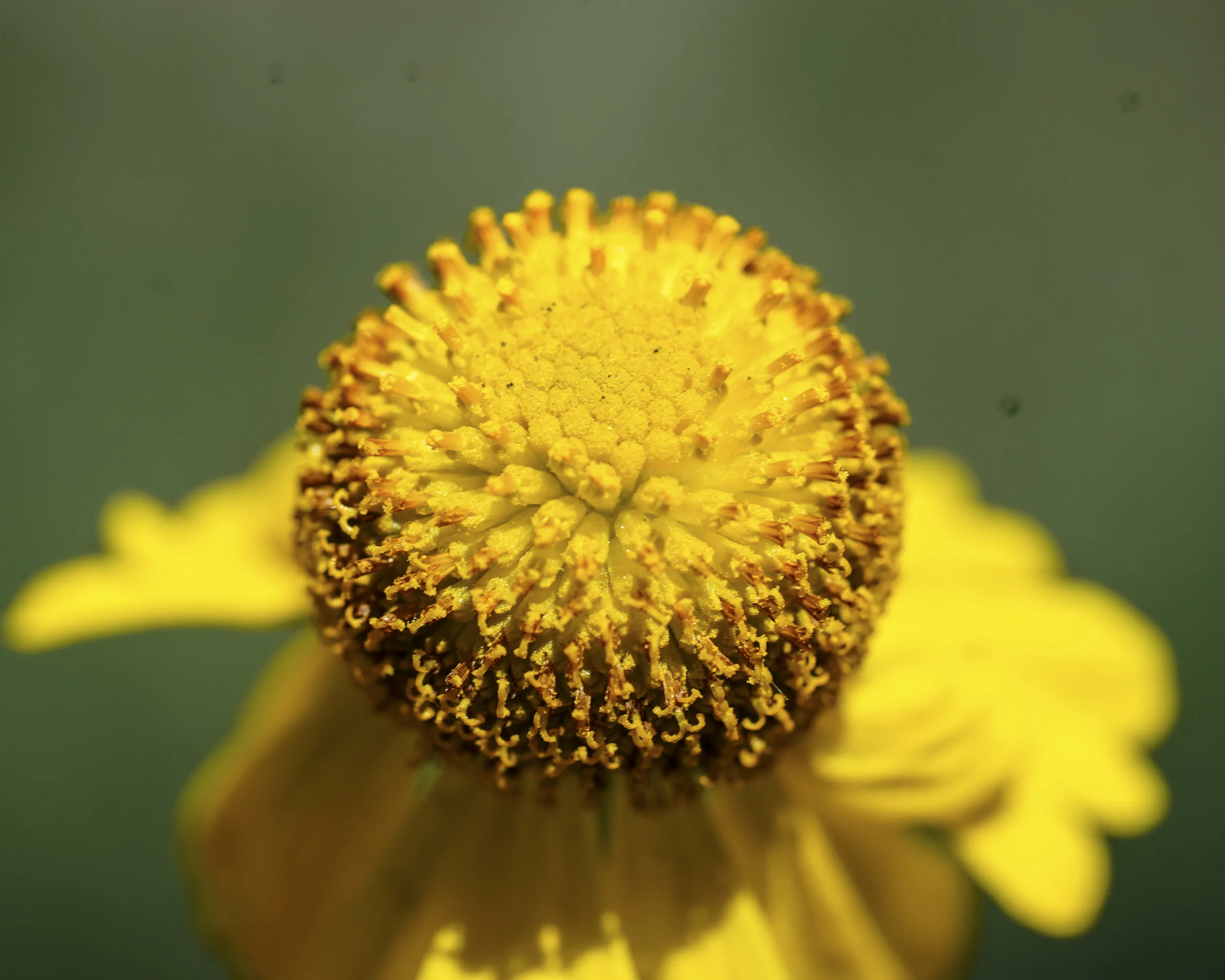Helenium autumnale