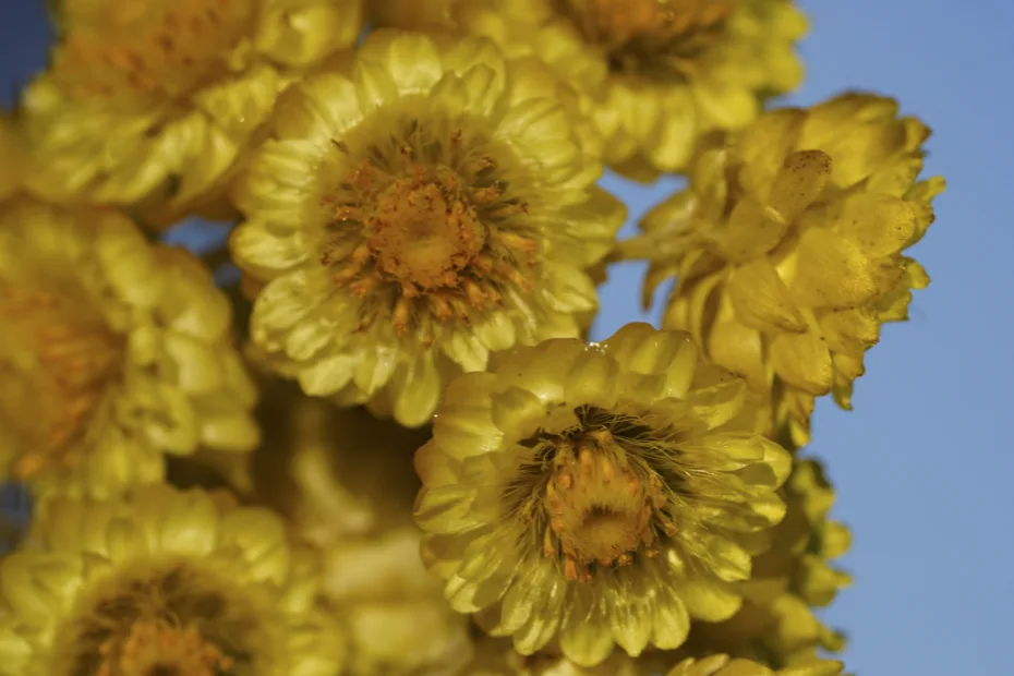 Helichrysum aucheri