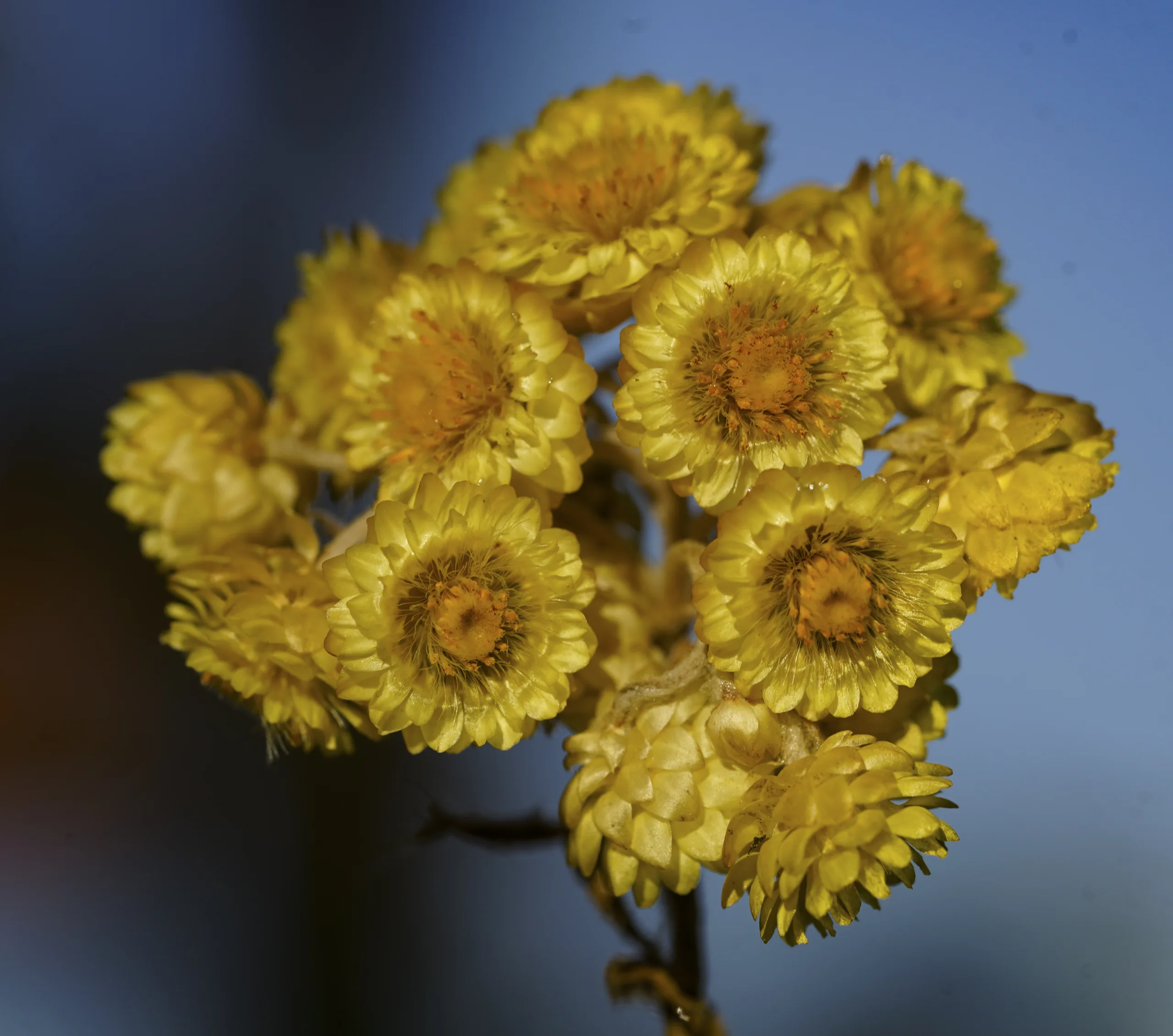 Helichrysum aucheri