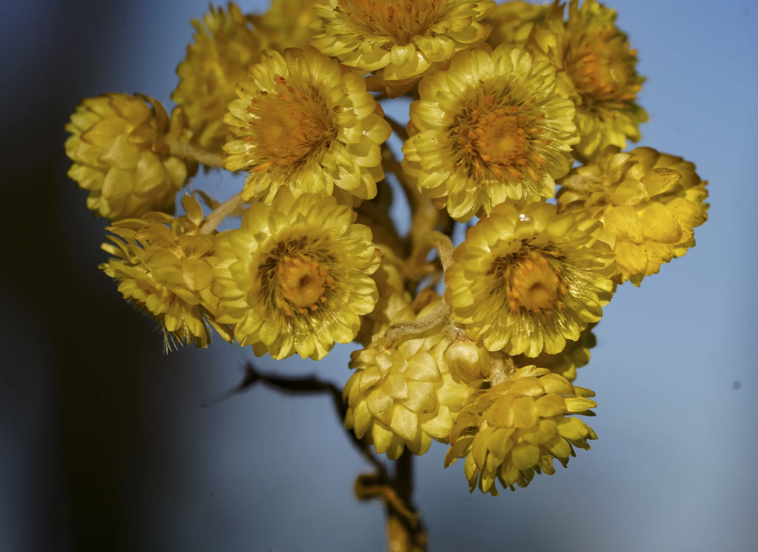 Helichrysum aucheri