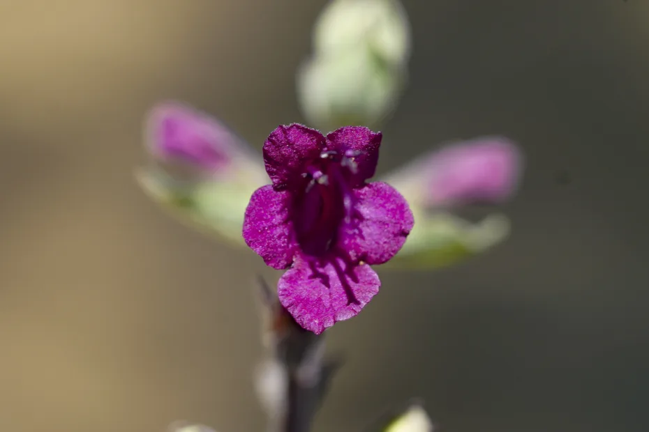 Lepechinia hastata