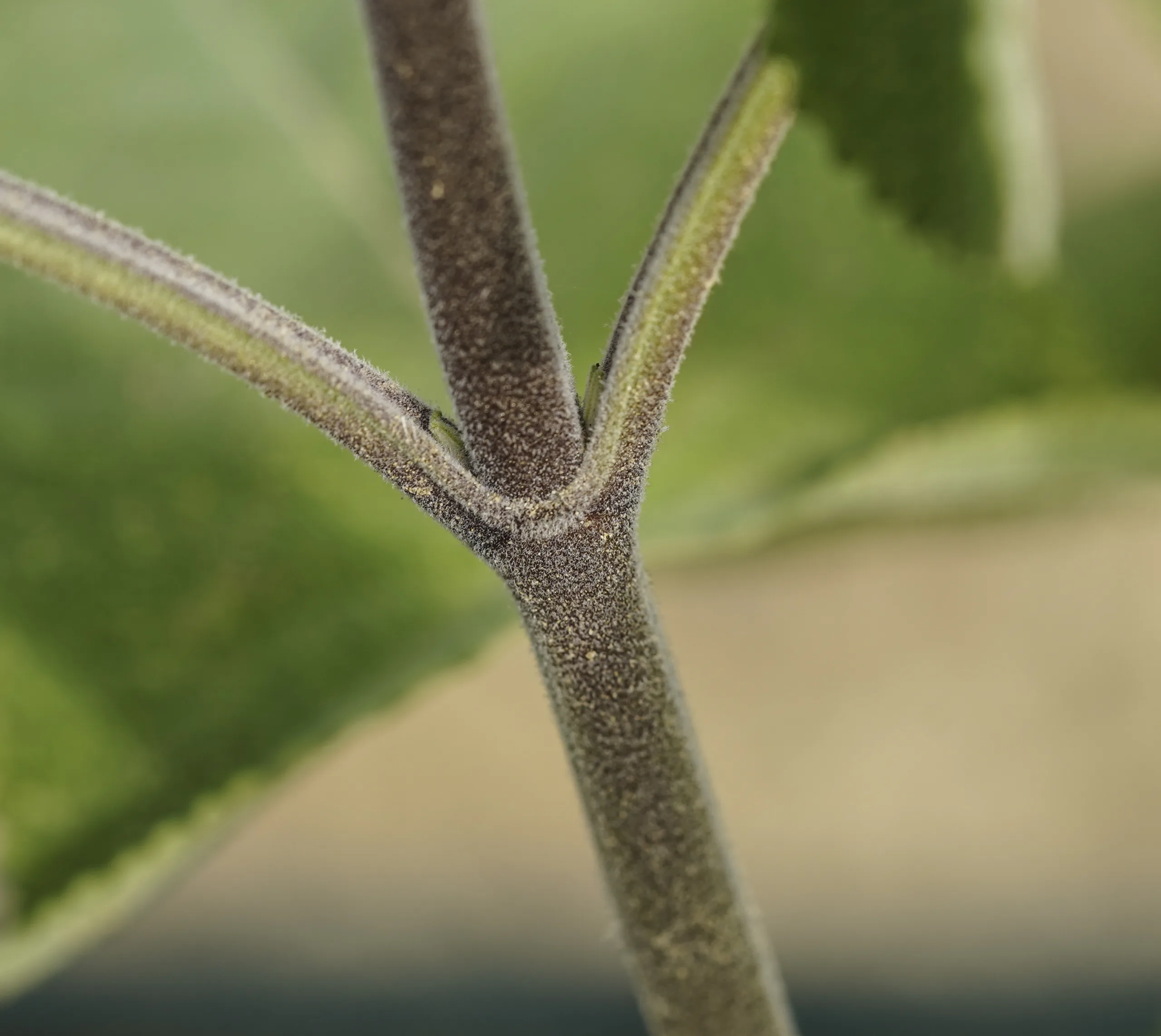 Lepechinia hastata