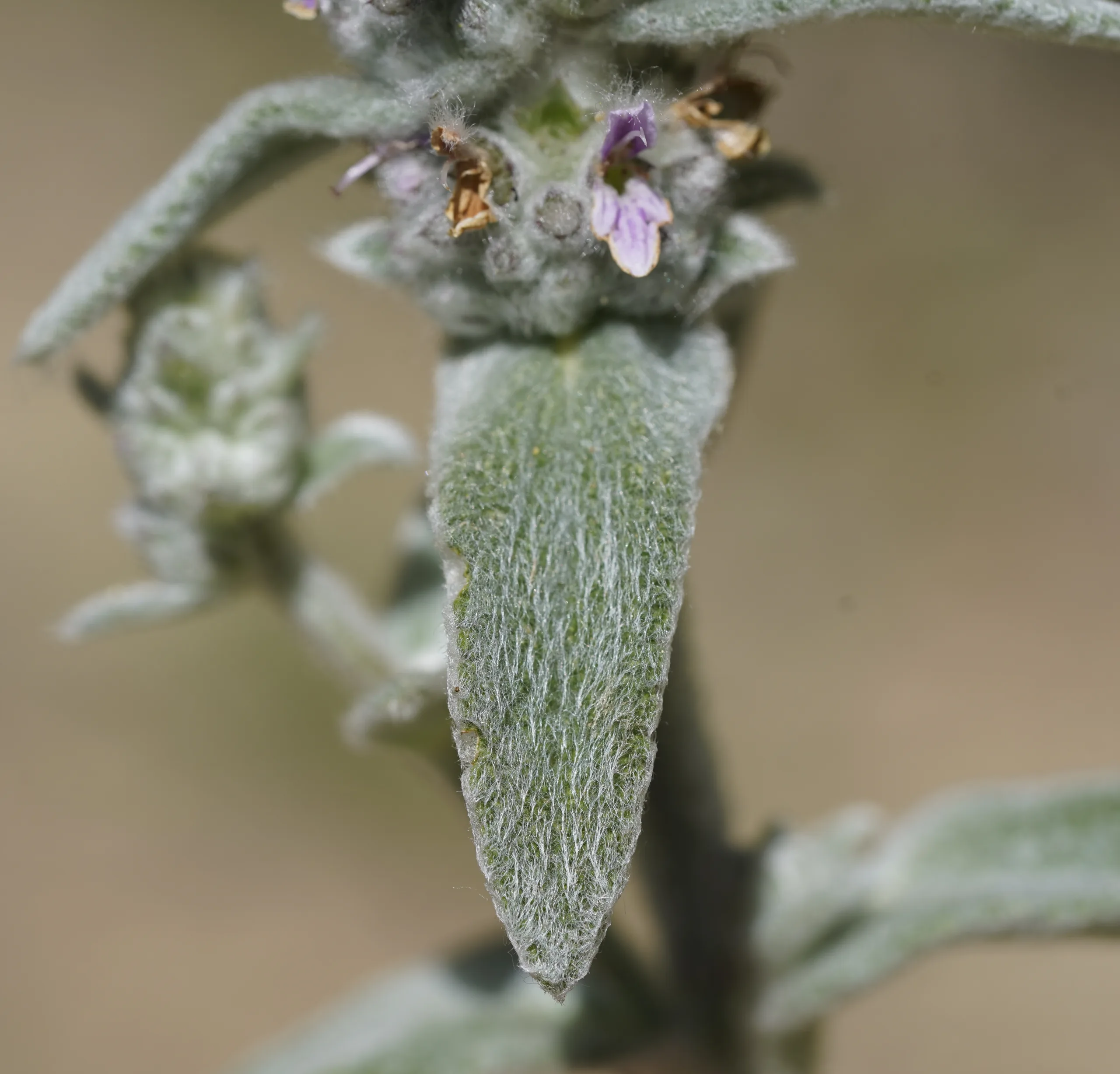 Stachys cretica subsp. anatolica
