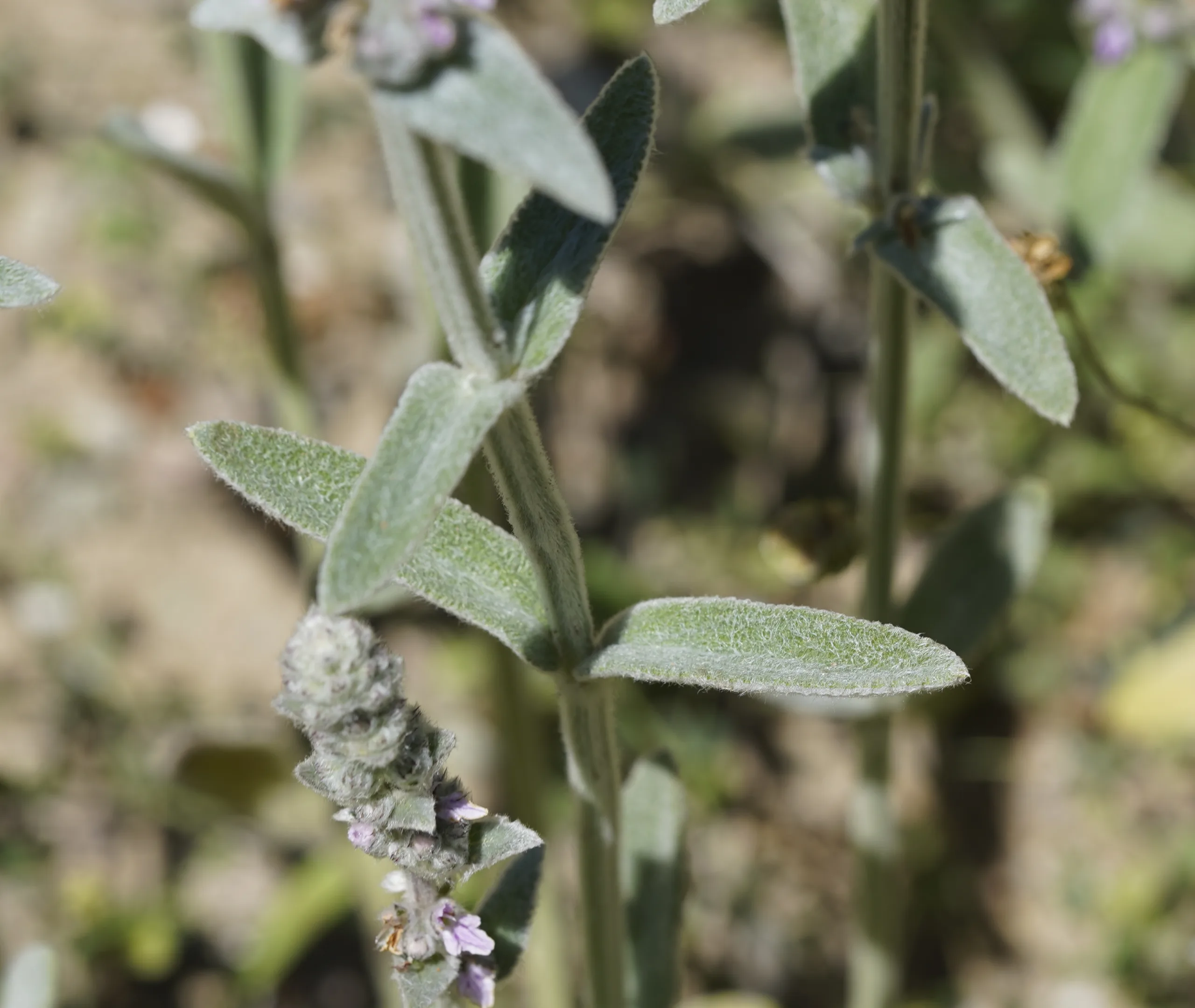 Stachys cretica subsp. anatolica