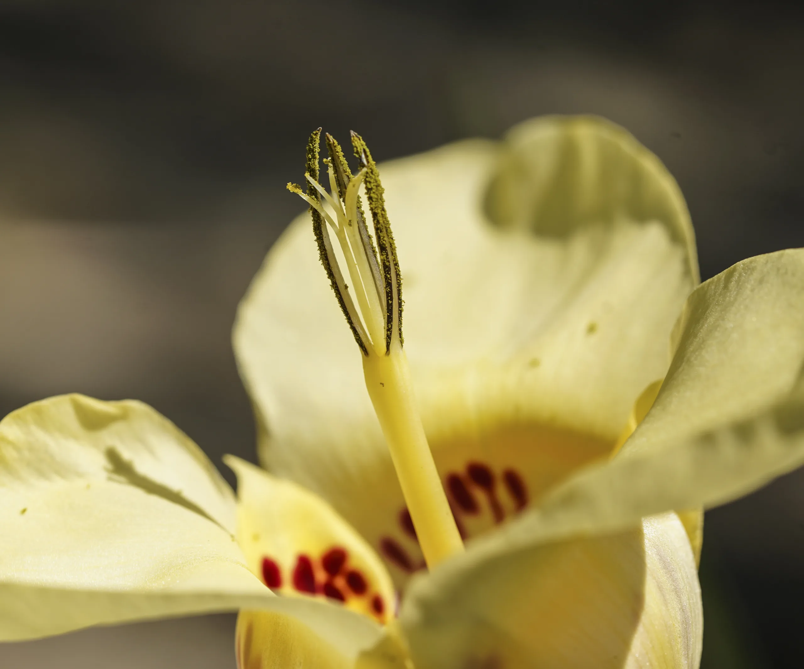 Tigridia pavonia