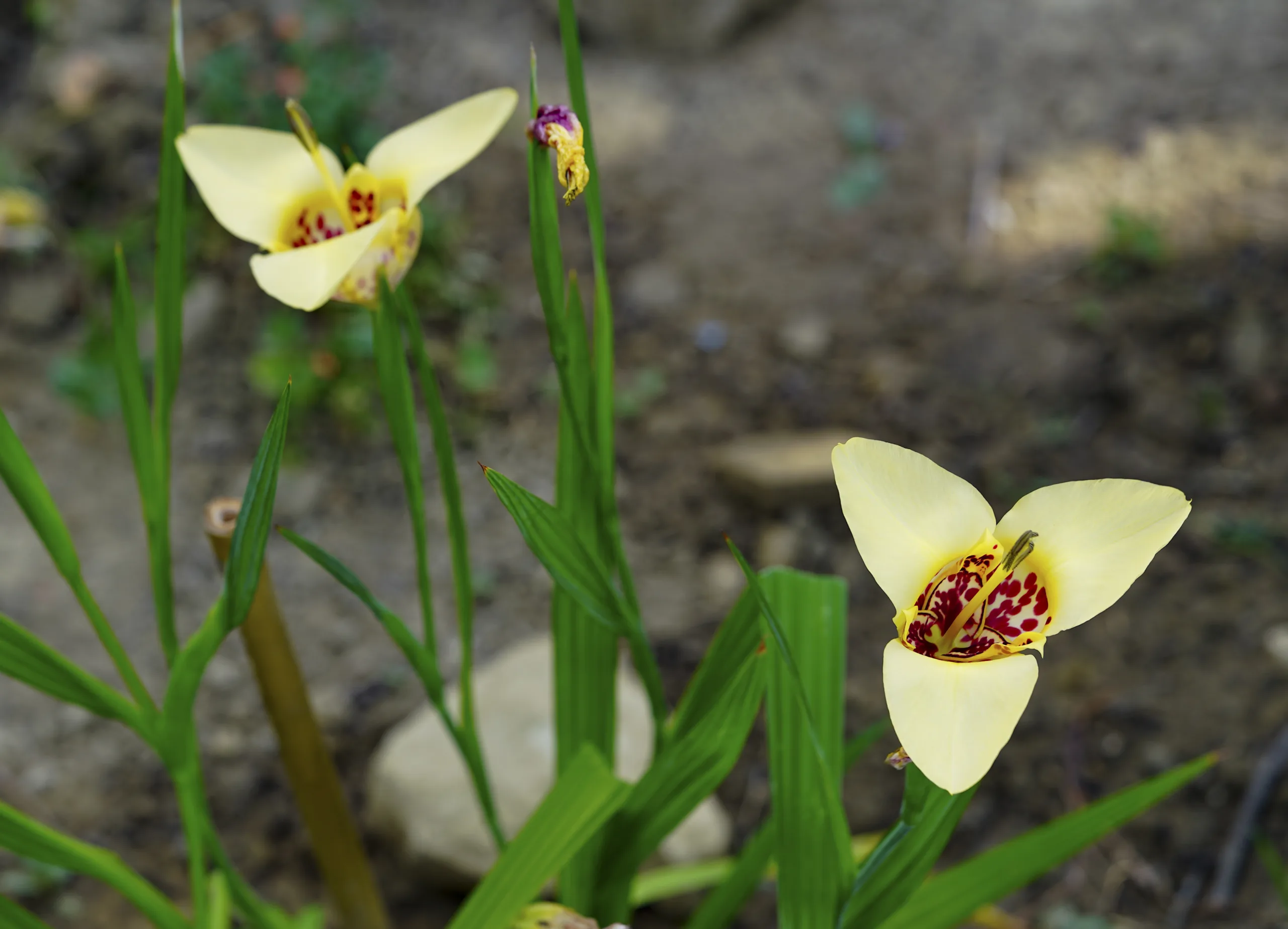 Tigridia pavonia