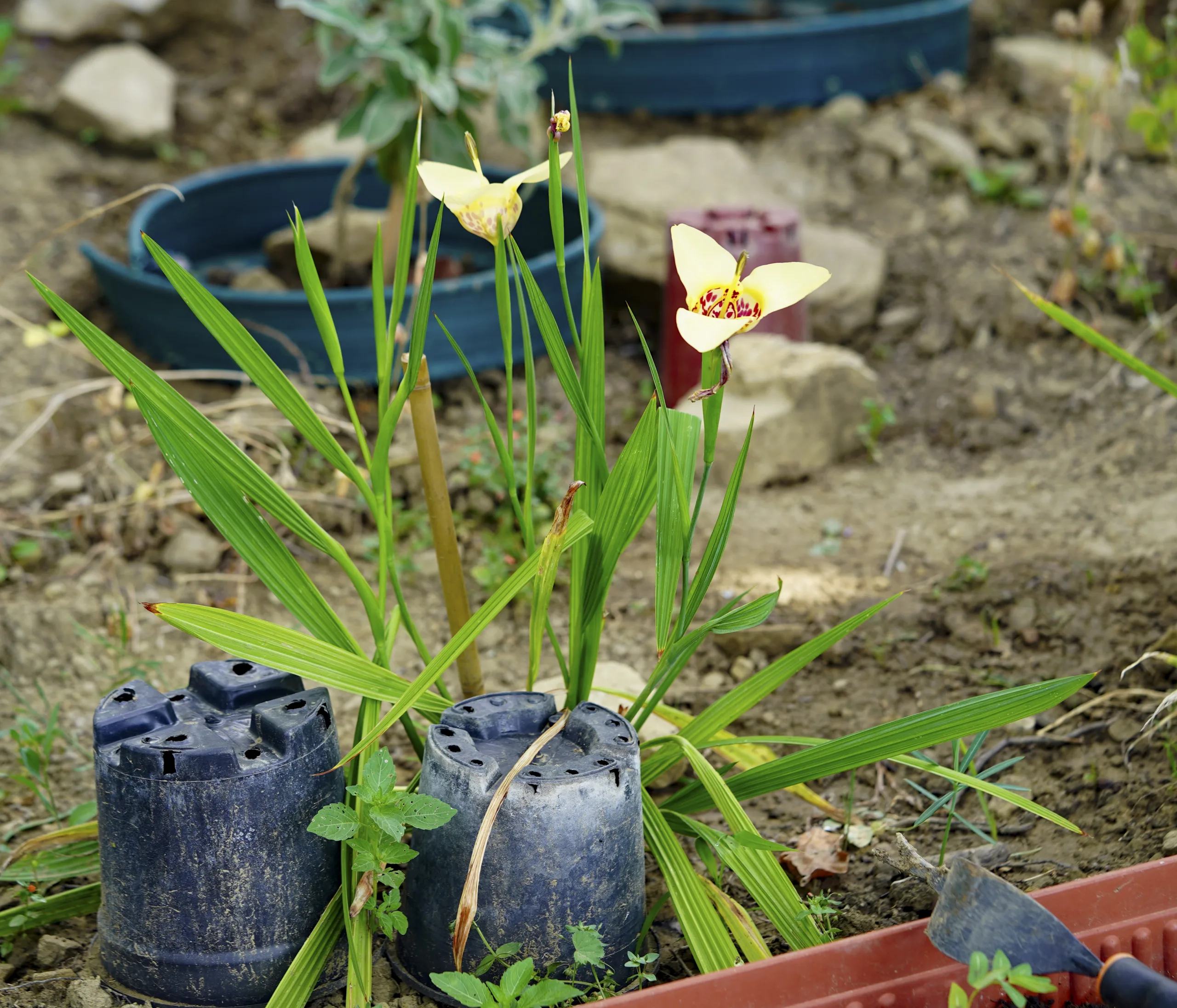 Tigridia pavonia