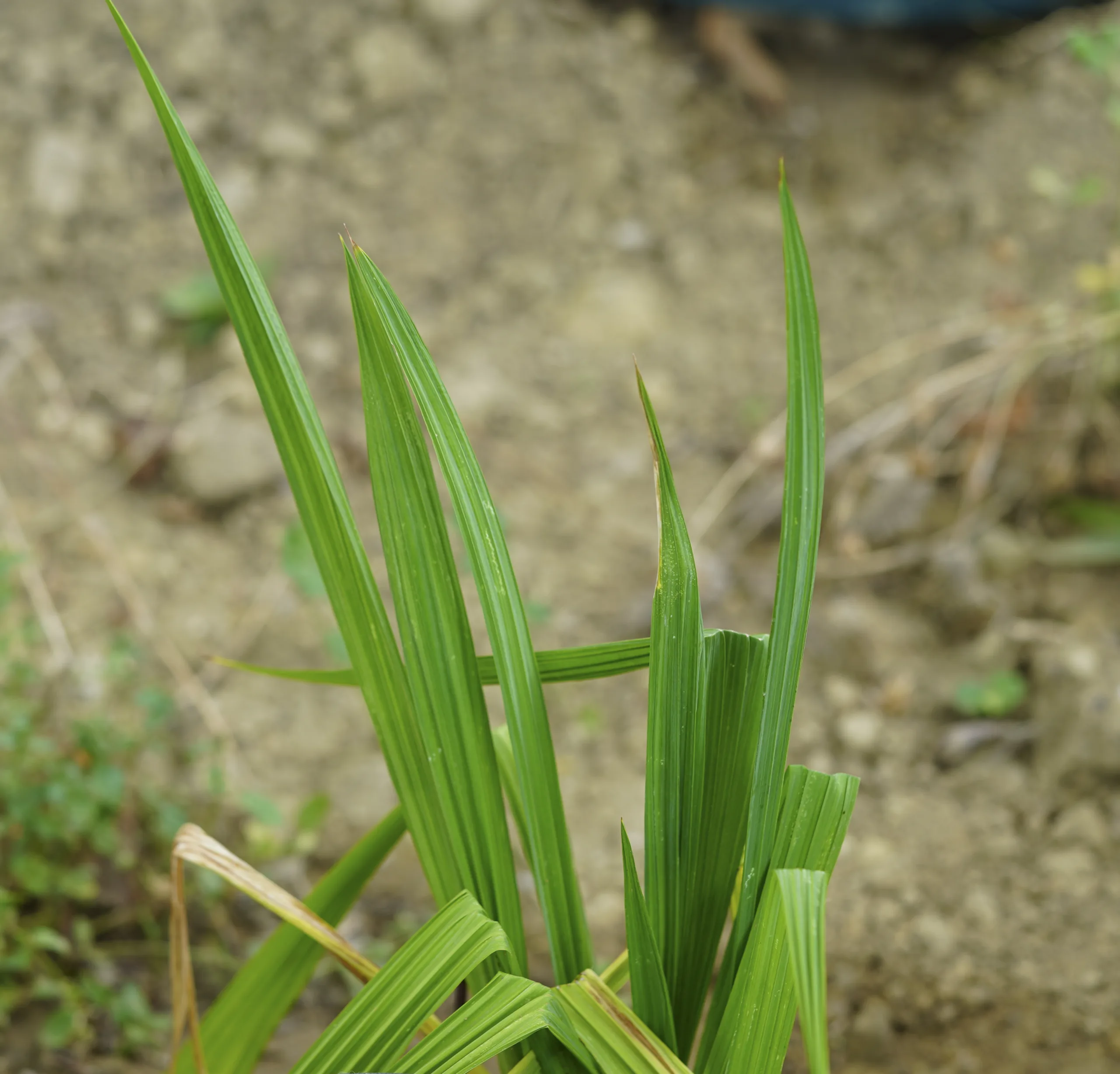 Tigridia pavonia
