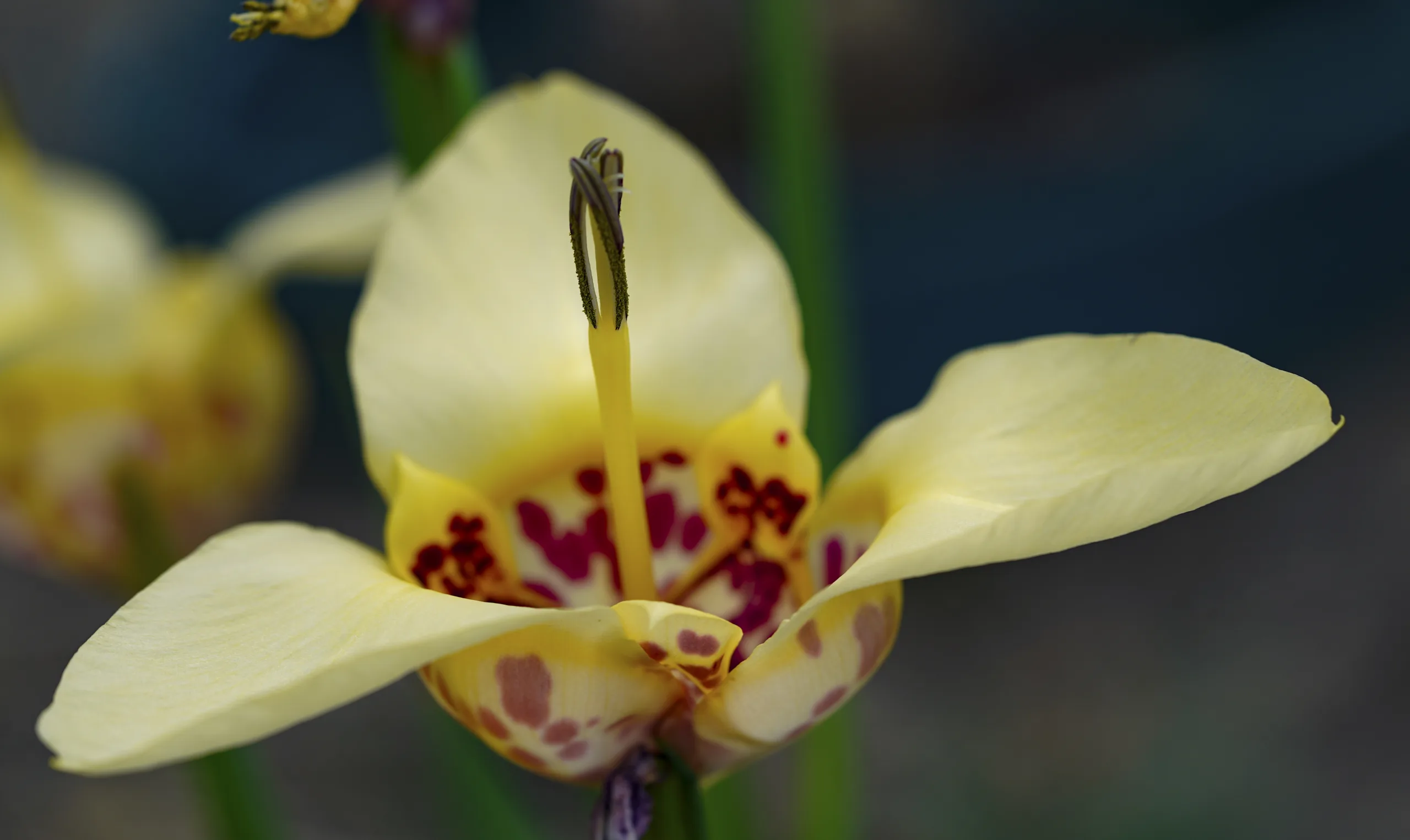 Tigridia pavonia
