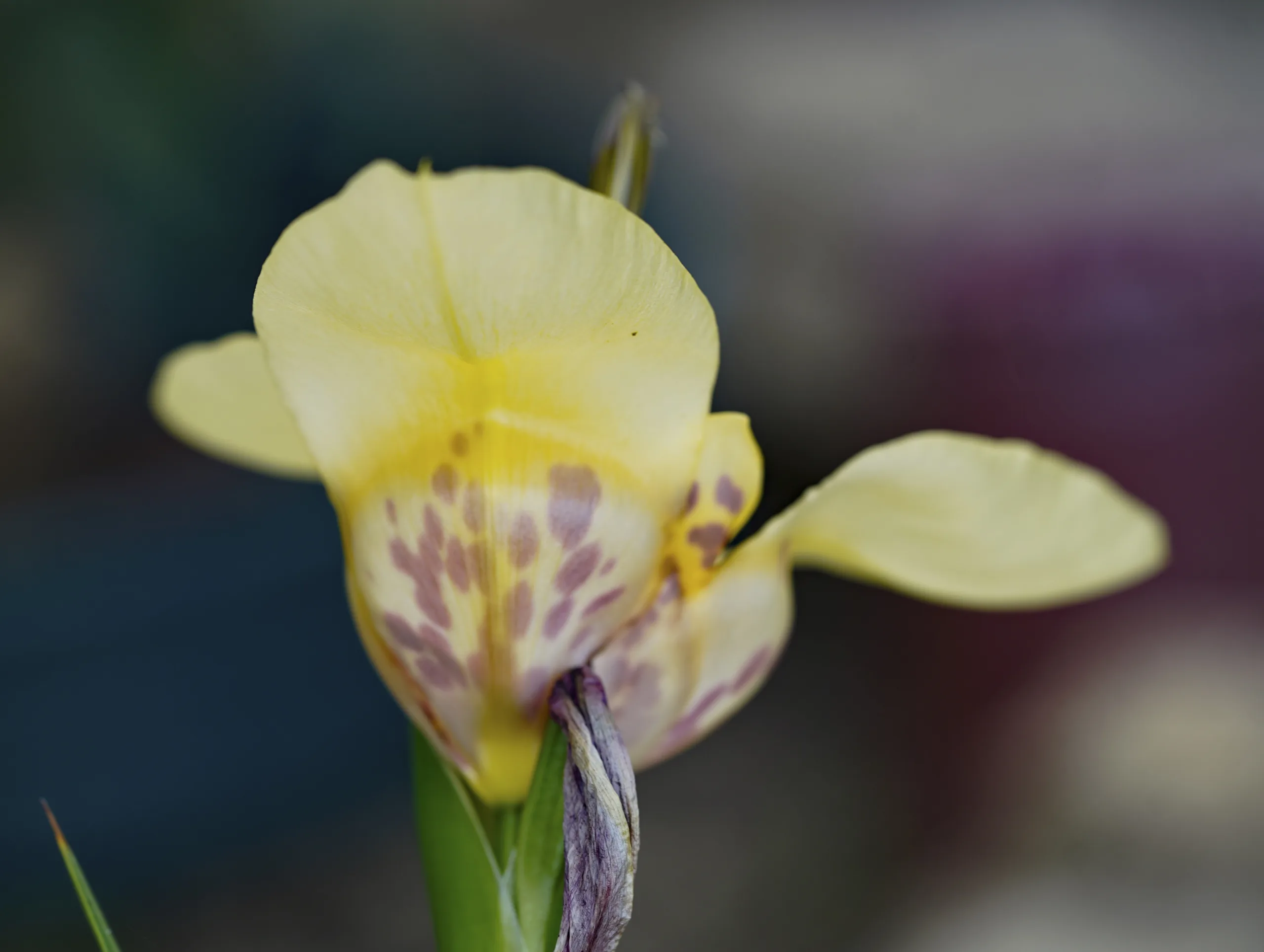 Tigridia pavonia