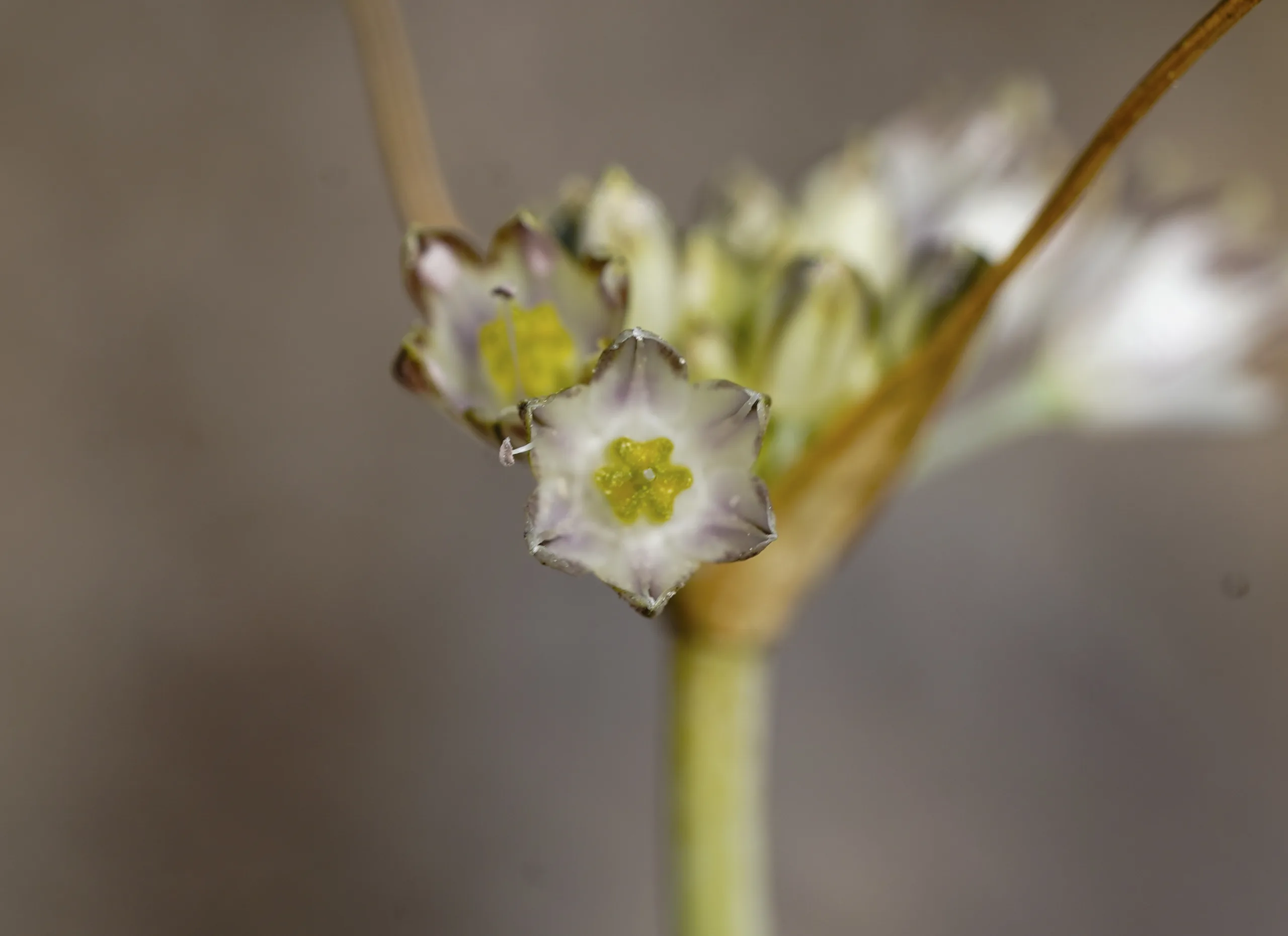 Allium tardans