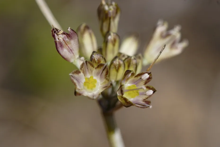 Allium tardans