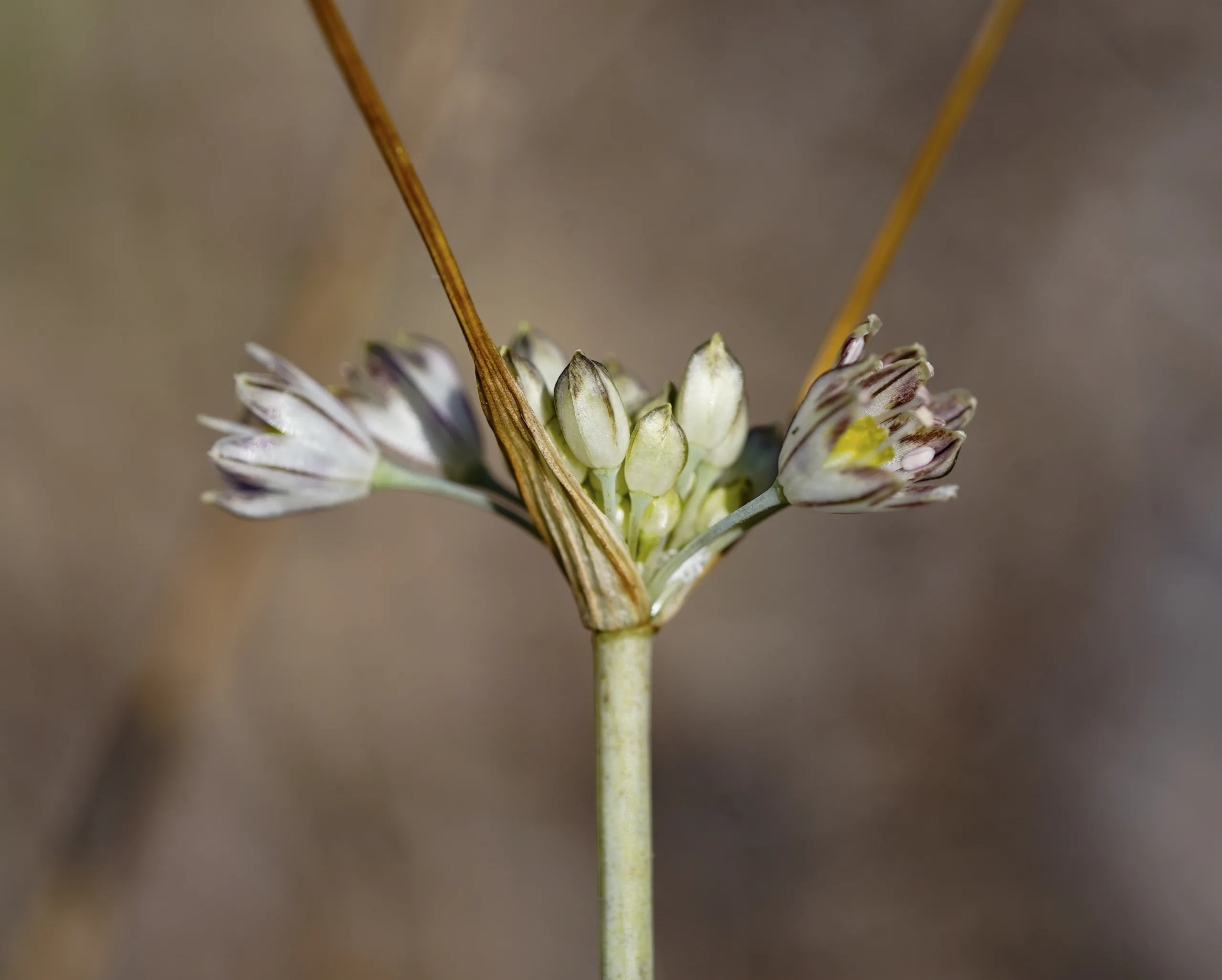 Allium tardans