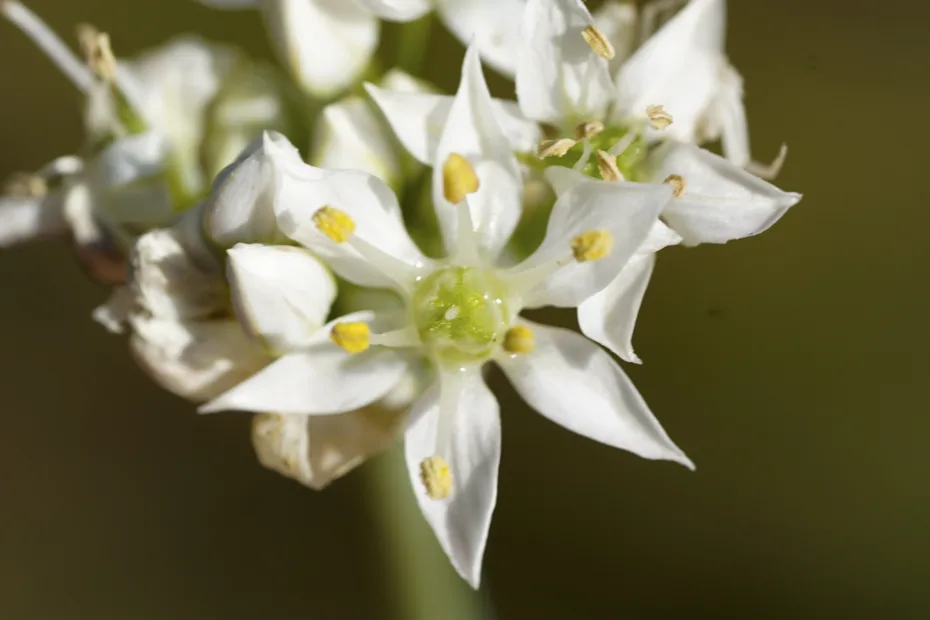 Allium tuberosum