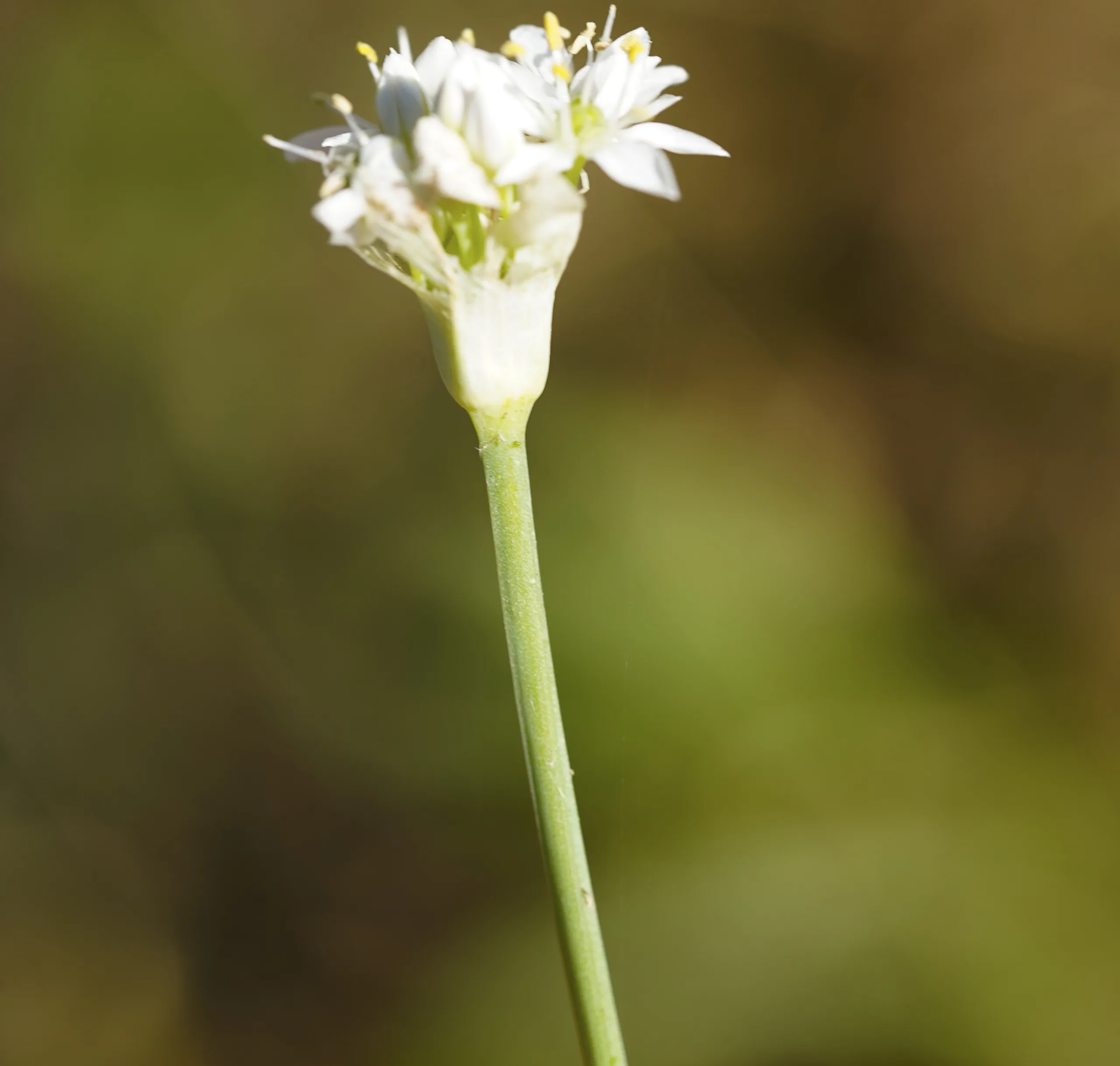 Allium tuberosum