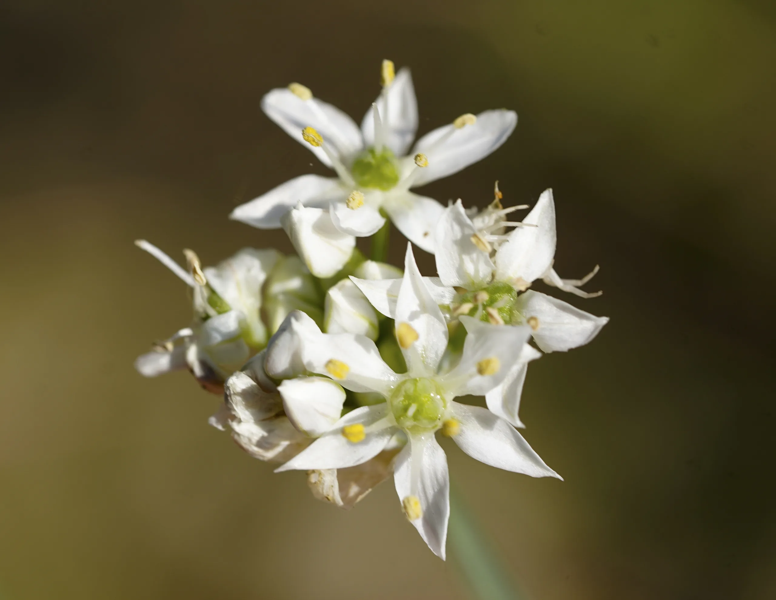 Allium tuberosum